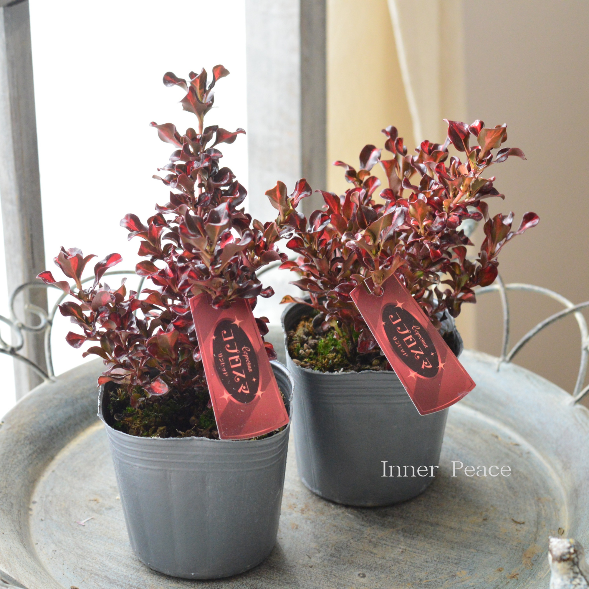 【寄せ植えに】 コプロスマ 『サンレッド』 3寸POT