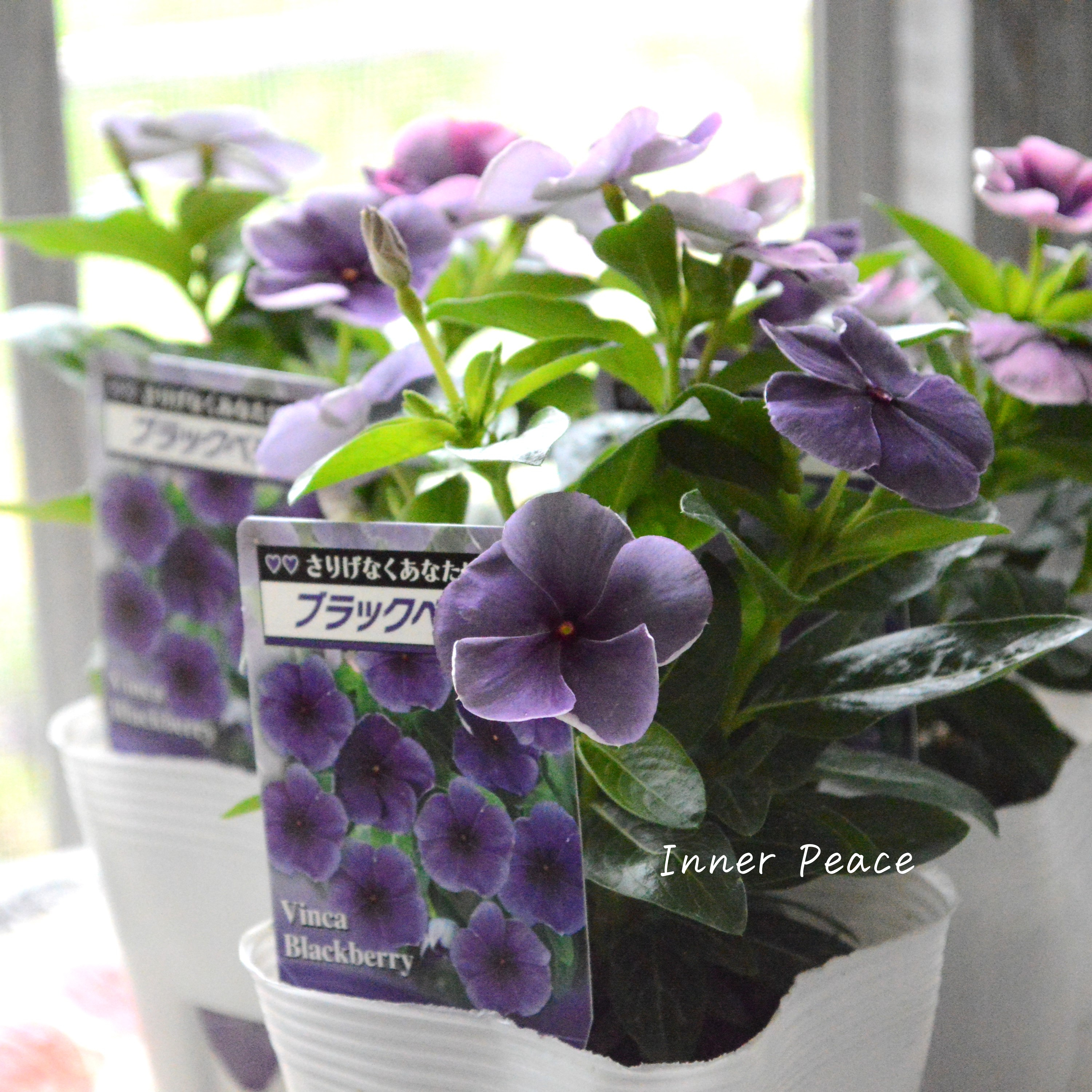 【北島園芸さん】 ニチニチソウ 『ブラックベリー・スモーキー』 3.5寸POT