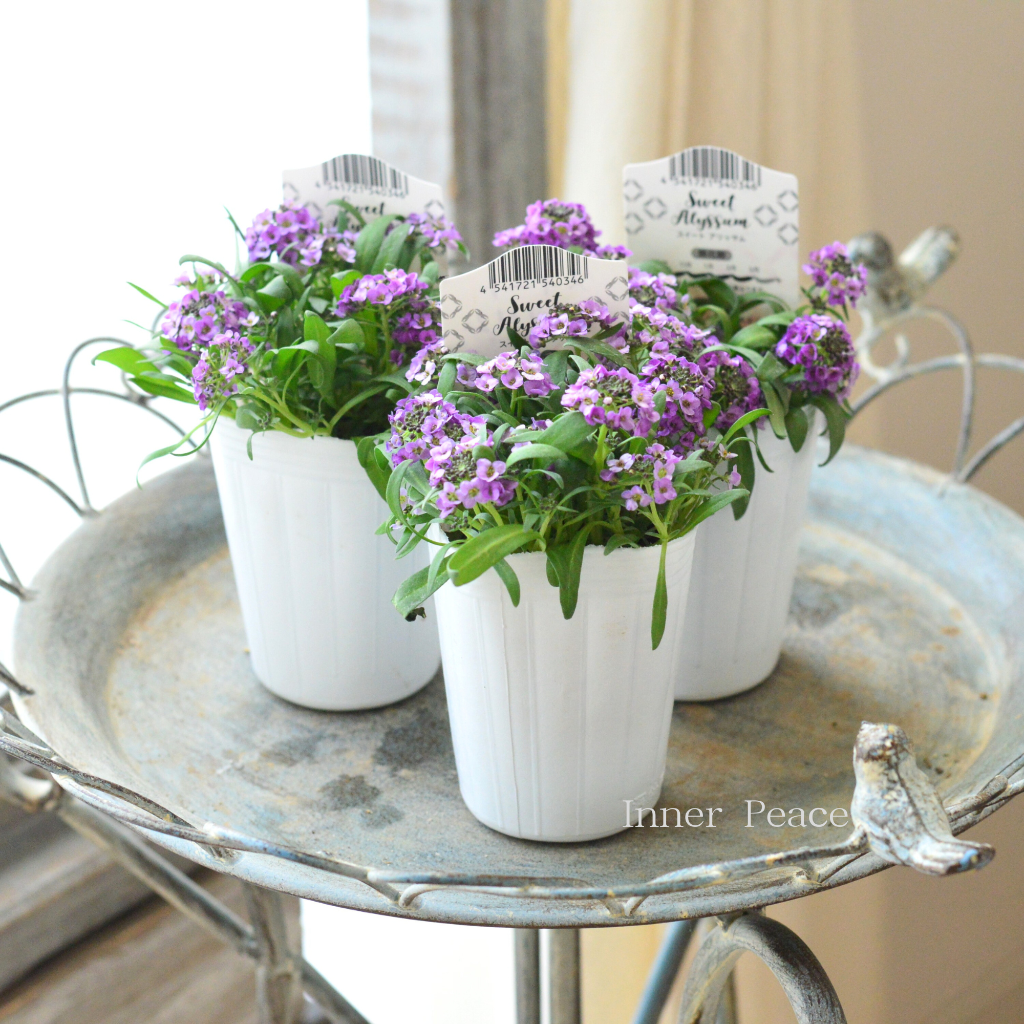 【かわいい】 スイートアリッサム 『アルーレ・ラベンダー』 2.5寸POT