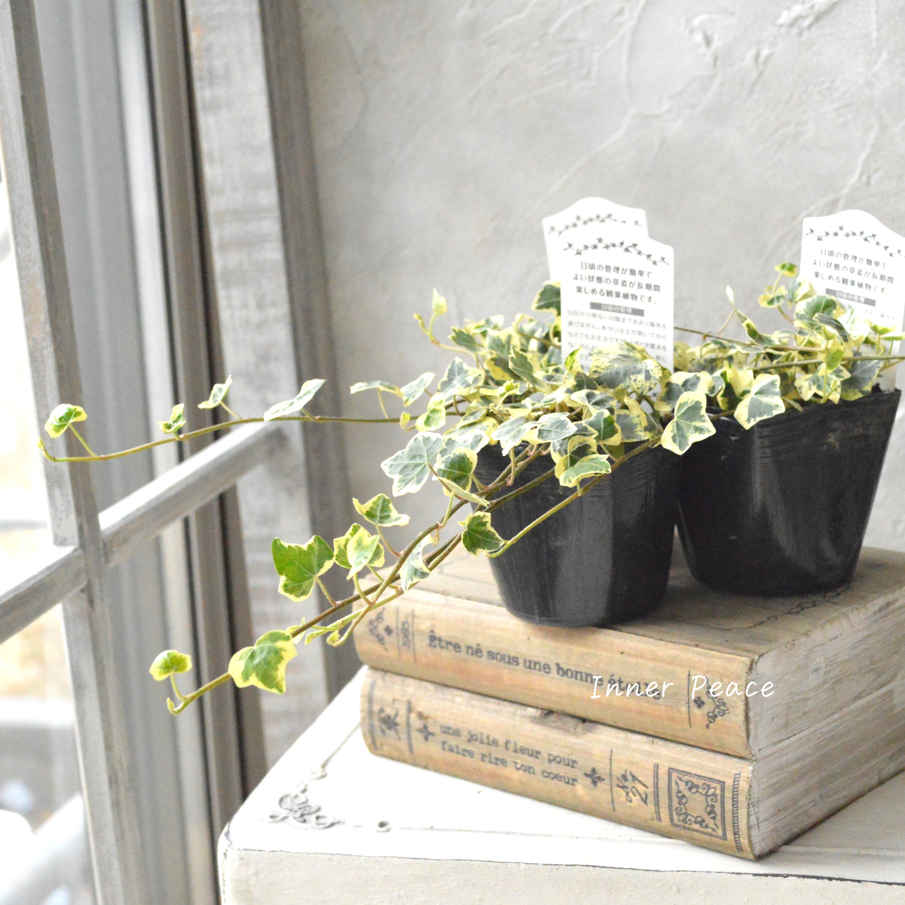 【斑入り】 ヘデラ 『カノン』 3寸POT