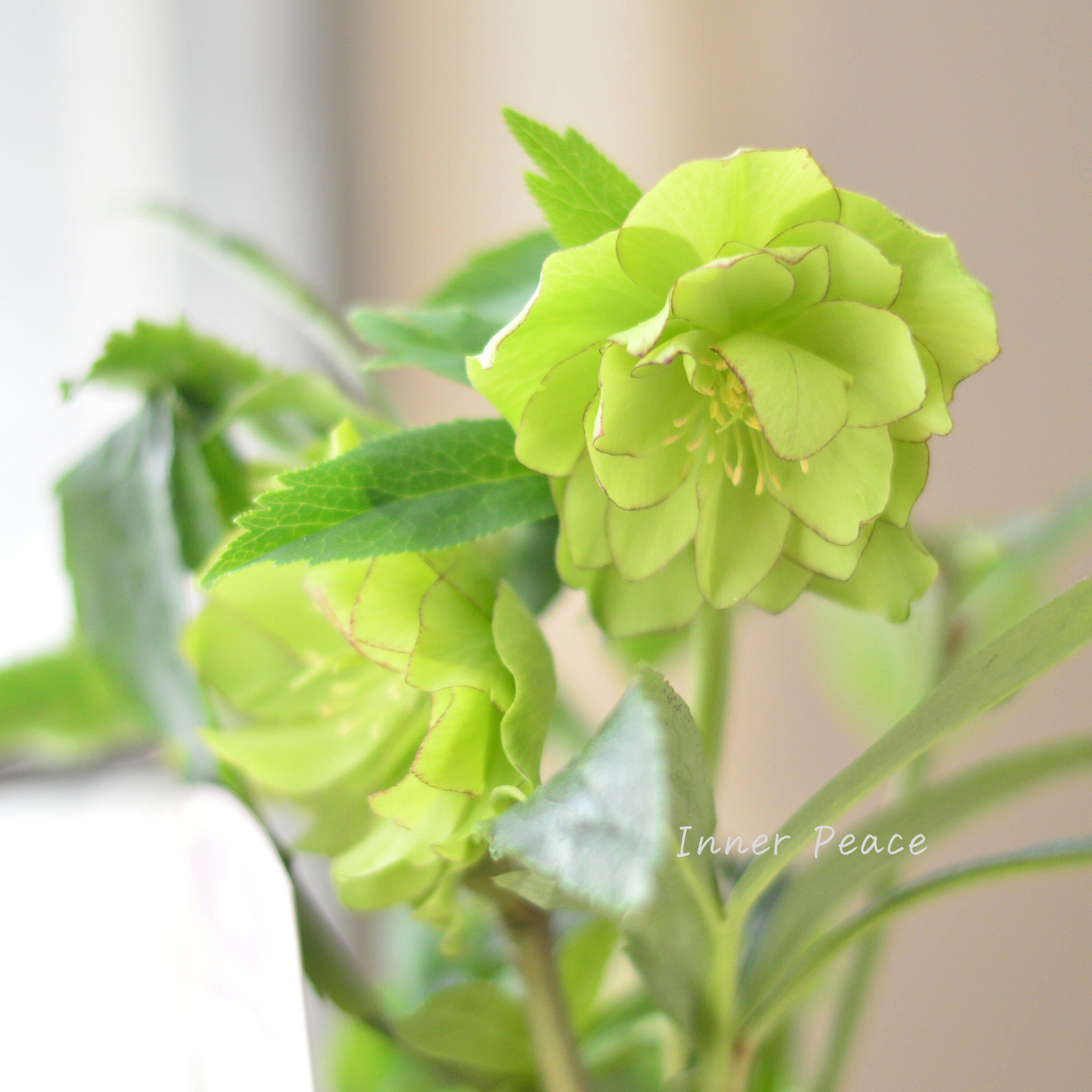 【希少】 吉瀬園芸さんのクリスマスローズ 『プレミアム・ダブル A』 4寸鉢