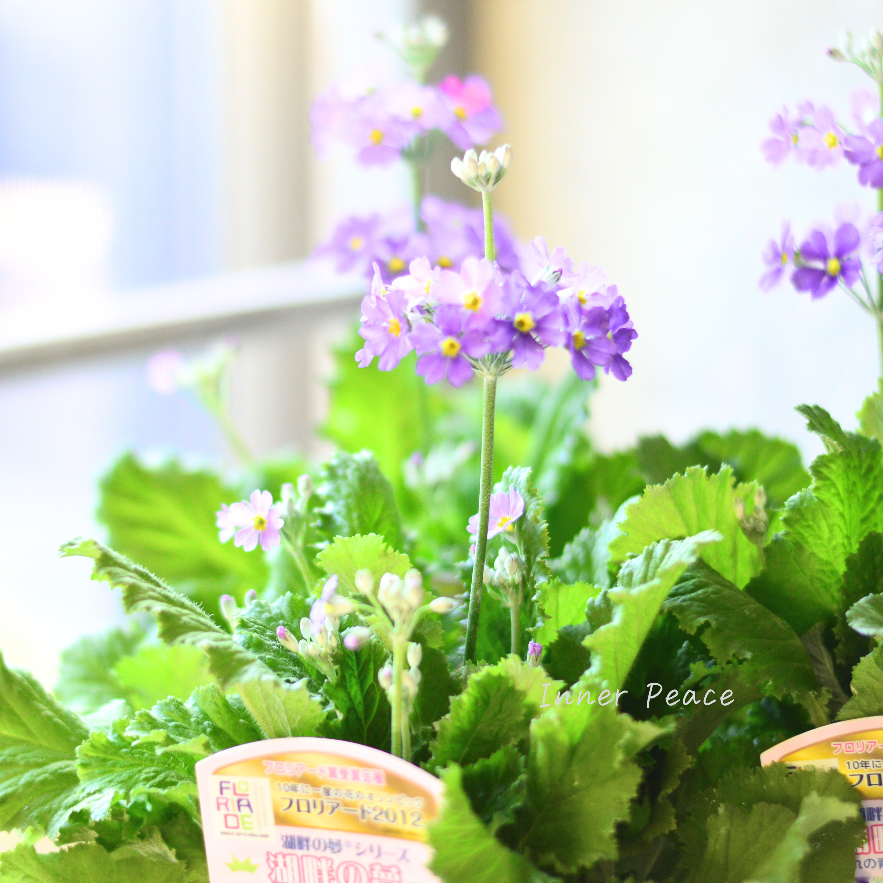 【美しい】 プリムラ マラコイデス 『湖畔の夢』 3.5寸POT