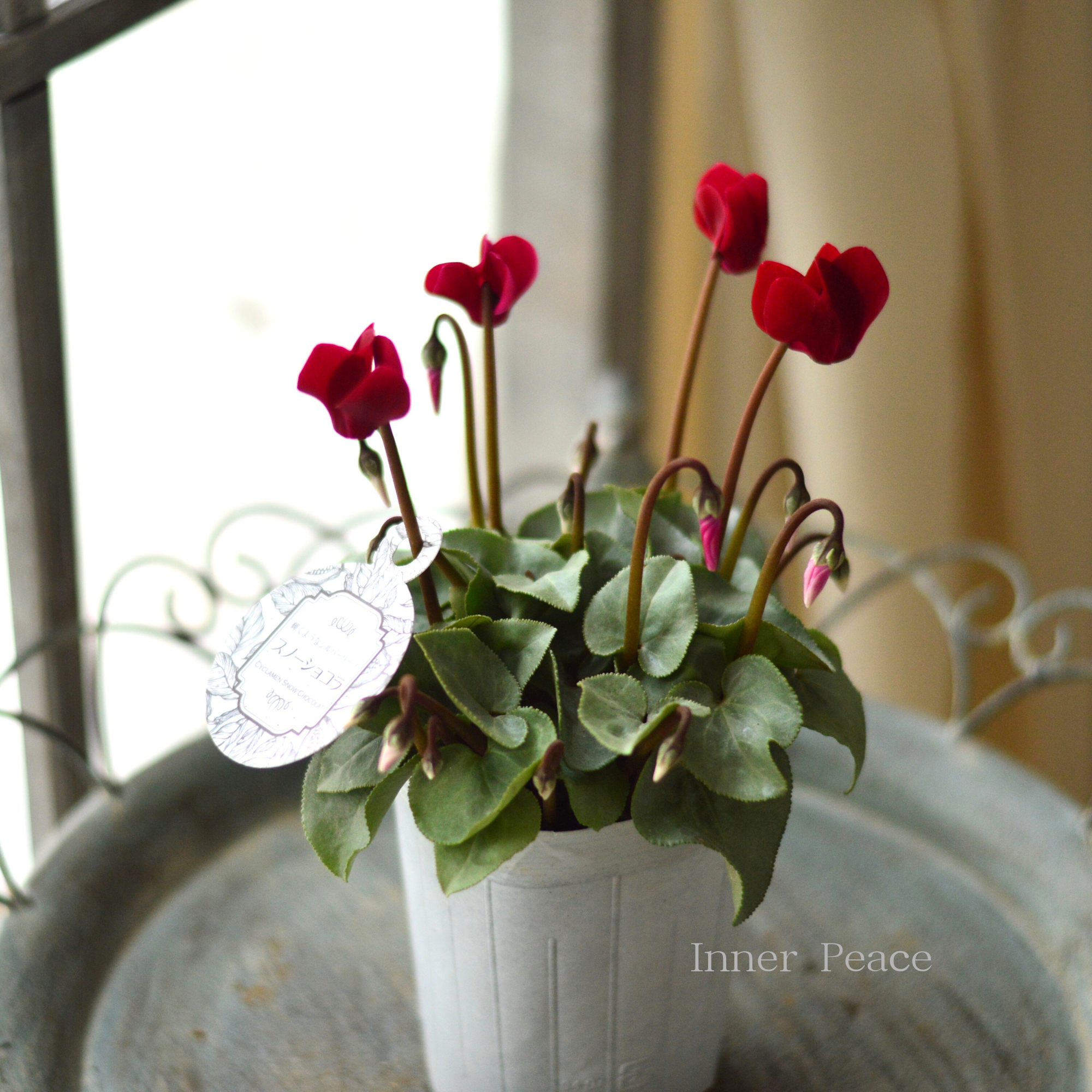 【オシャレ】 ミニシクラメン 『スノーショコラ』 3寸ロングPOT