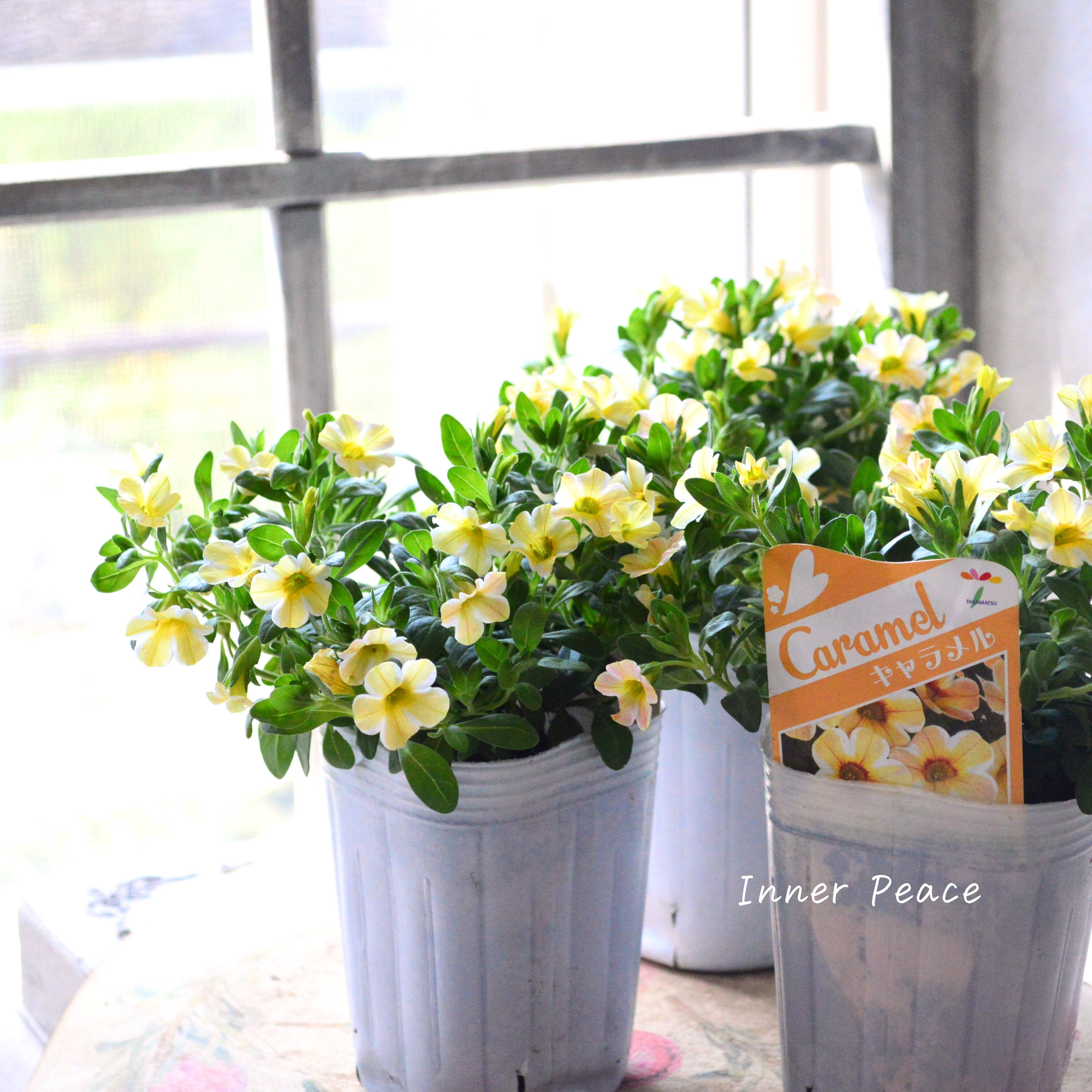 【暑さに強い】 カリブラコア 『キャラメル』 3寸ロングPOT