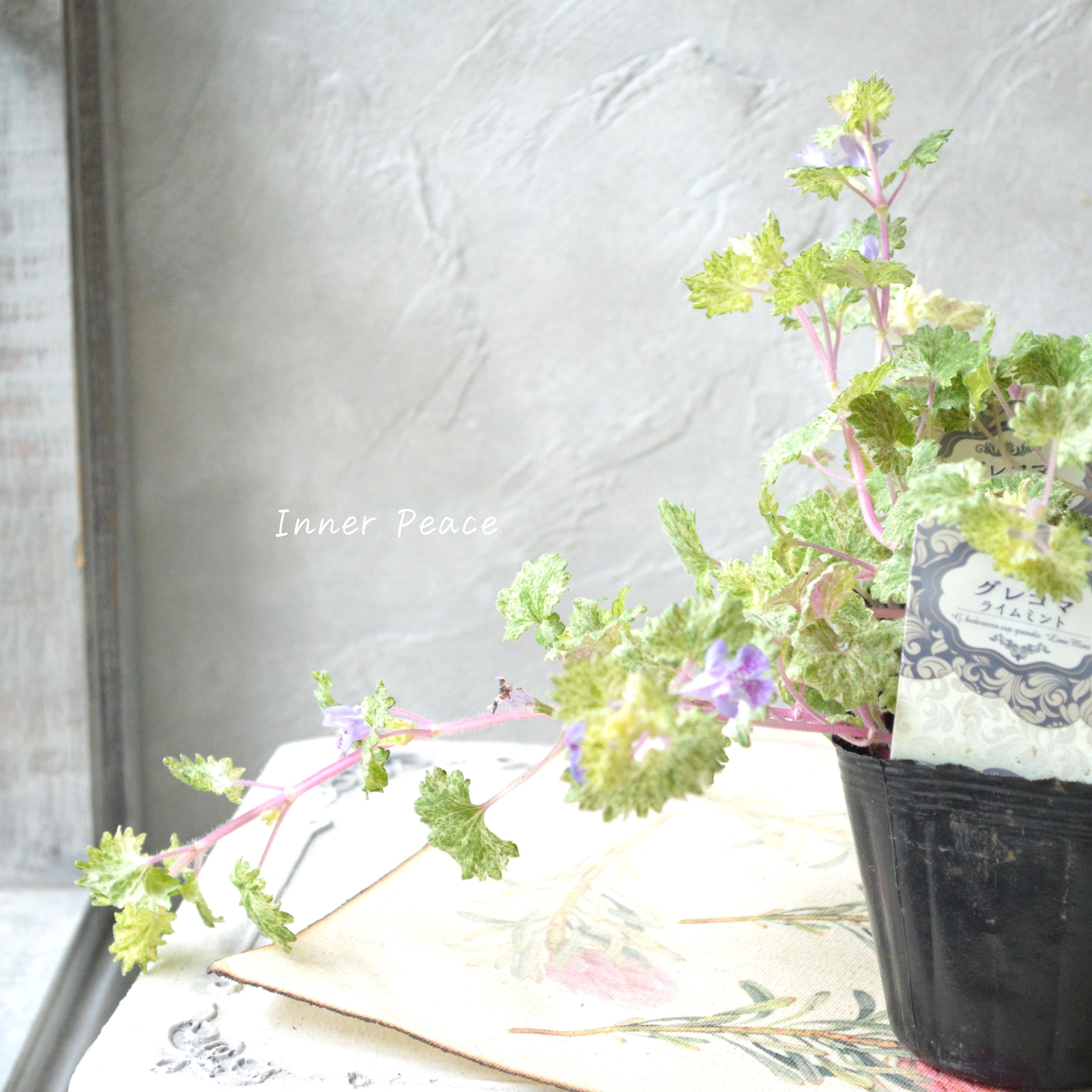 【斑入り】 グレコマ 『ライムミント』 『レッドステム』 2.5寸~3寸POT