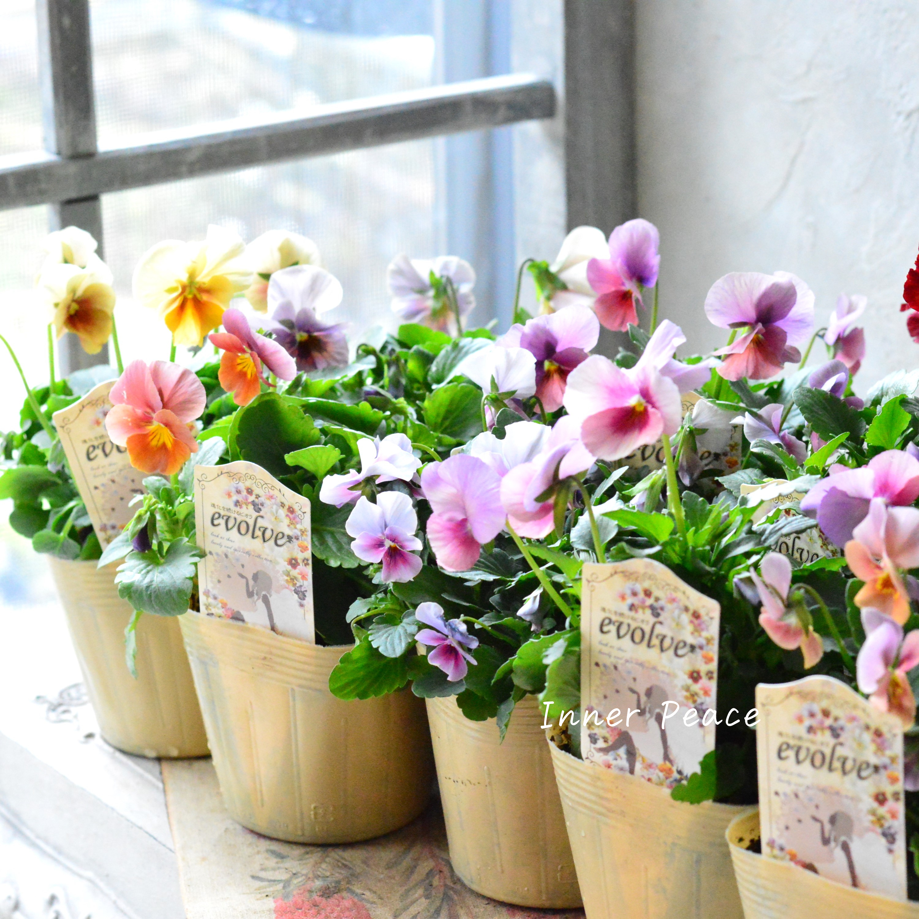 【美しい】 ビオラ 『evolve ~エボルベ~』 3.5寸POT