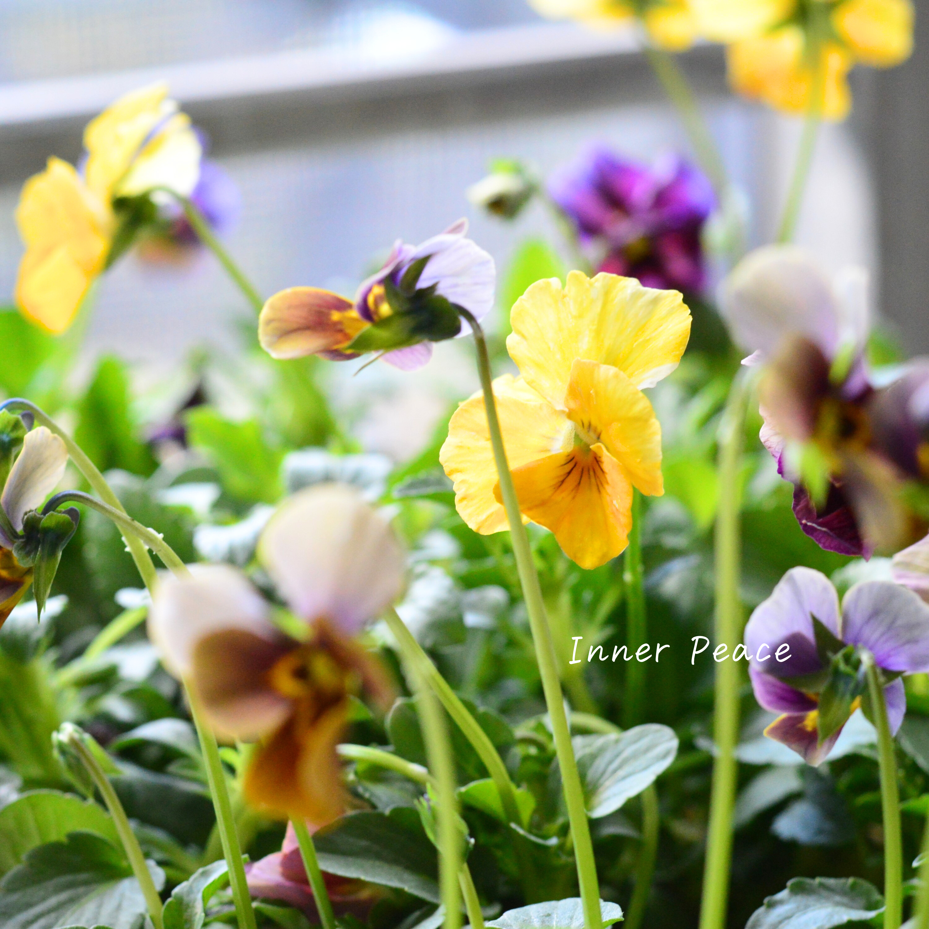 【美しい】 ビオラ 『evolve~エボルベ~・ストライプ』 3.5寸POT