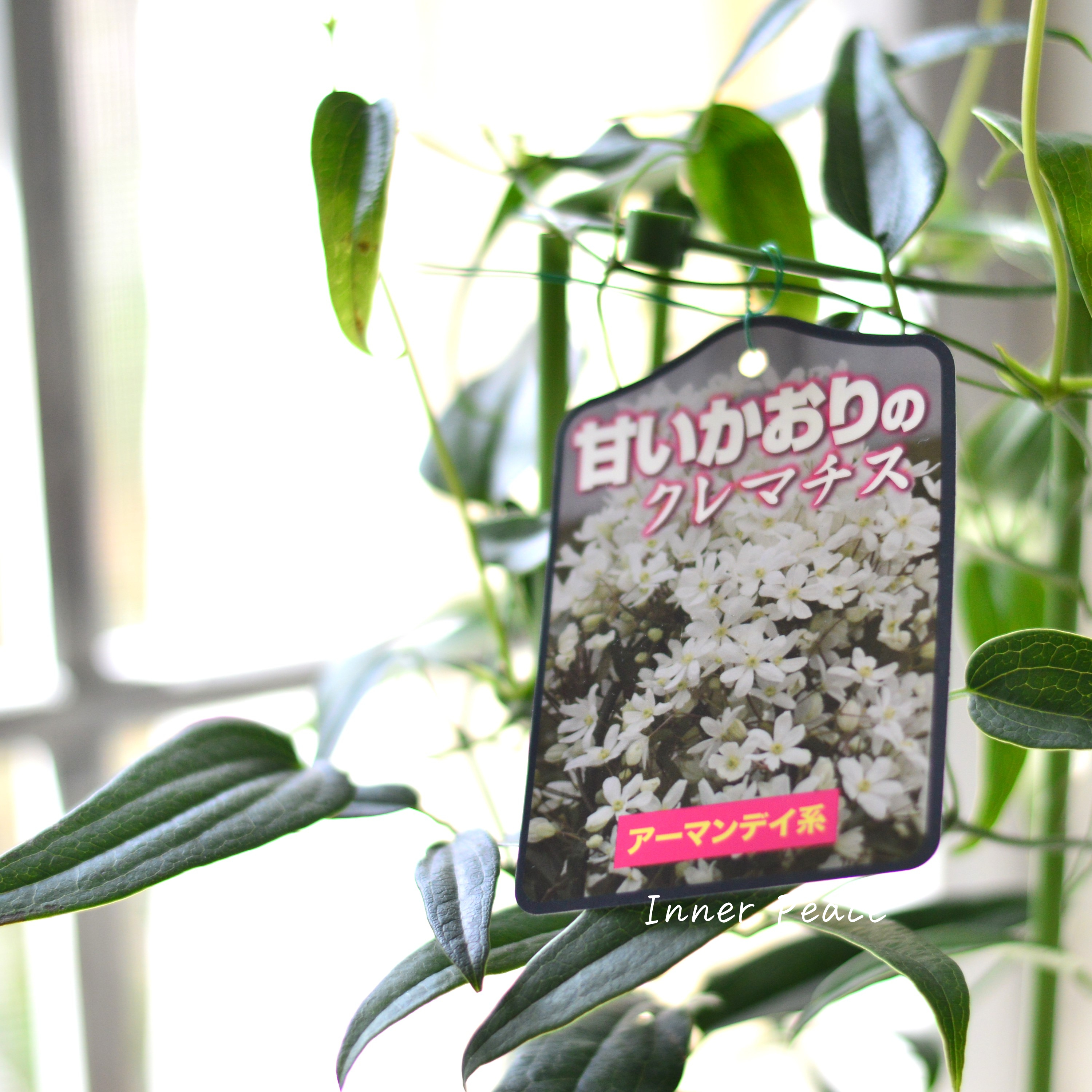 【香る】 クレマチス(アーマンディ系) 『アップルブロッサム』 4.5寸POT