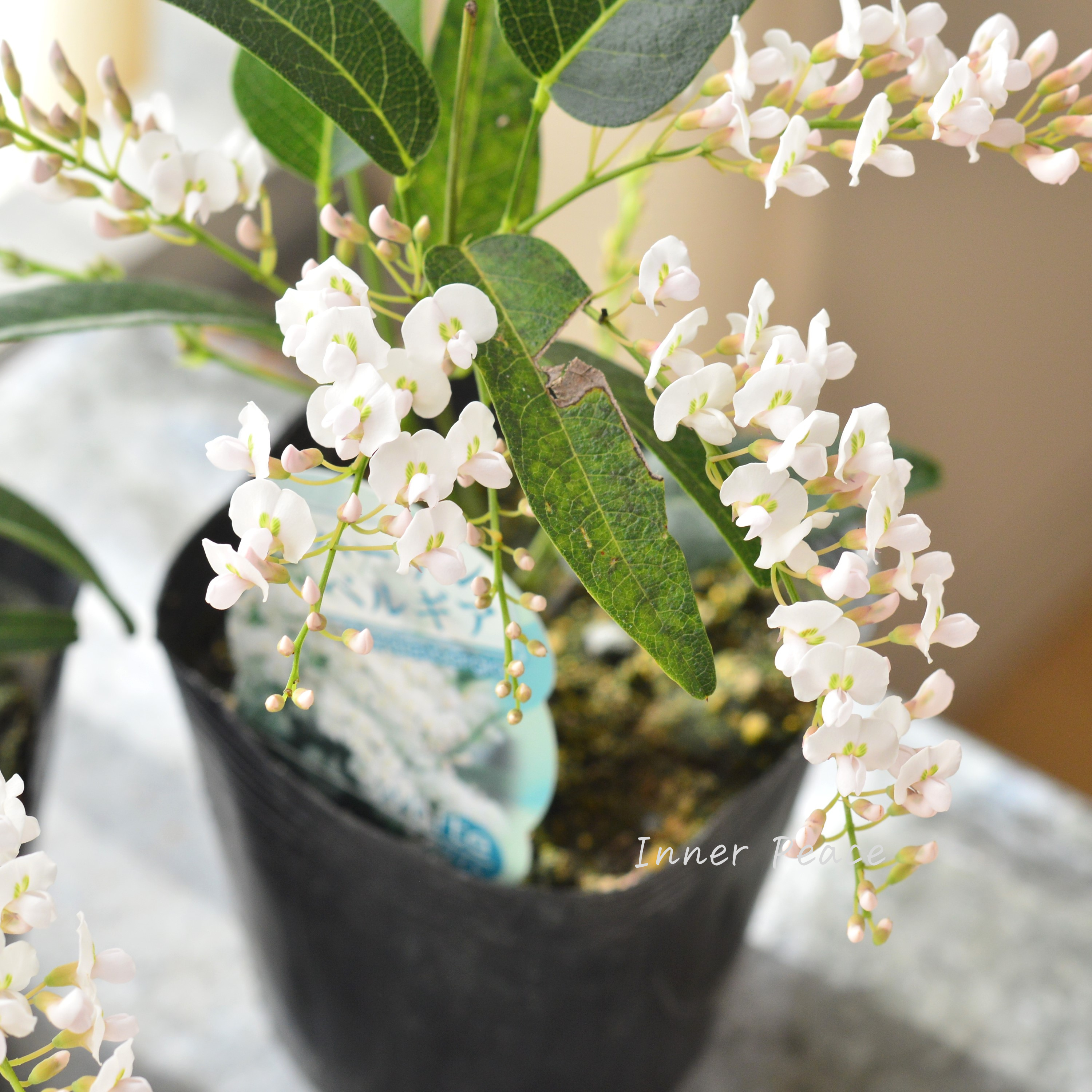 【美しい】 ハーデンベルギア 『ホワイト』 3.5寸POT