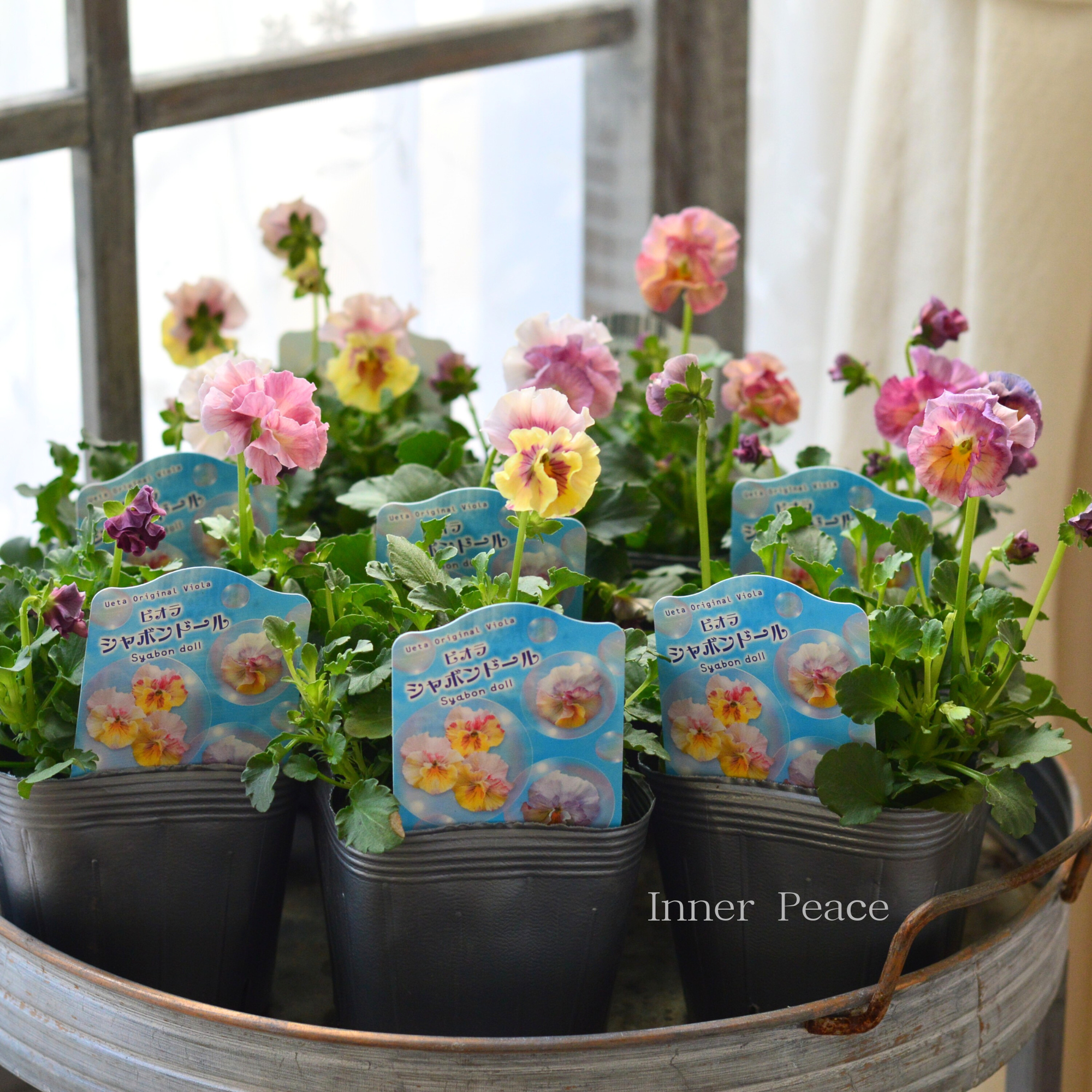 【うえたさん育種】 ビオラ 『シャボンドール』 3.5寸POT