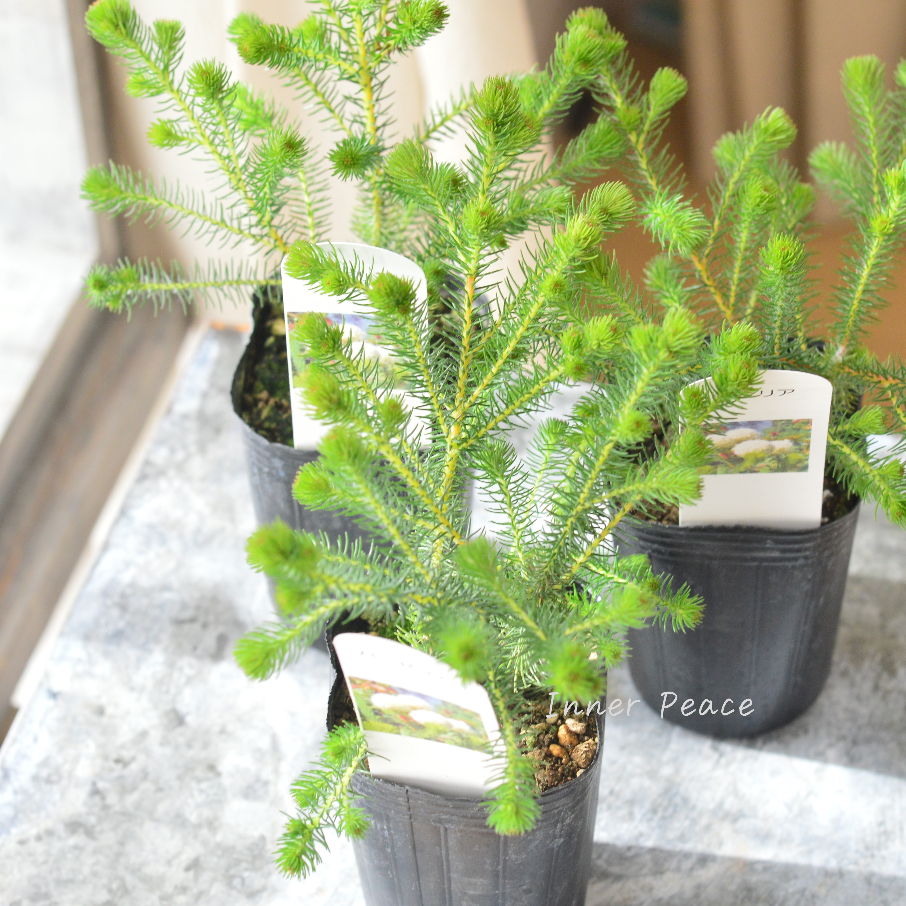 【個性的】 ベルセリア バーゼリア 3寸POT