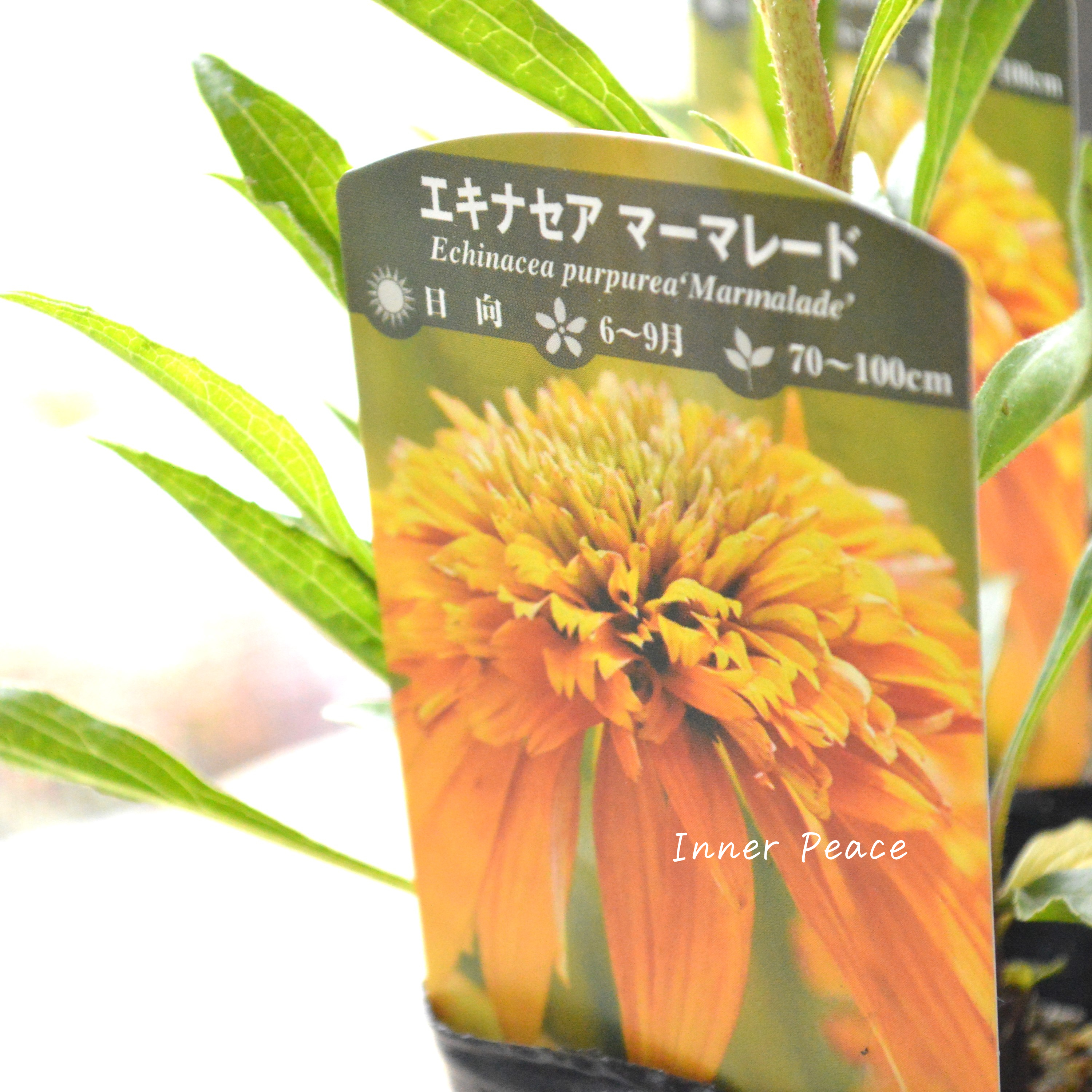 【暑さ寒さに強い】 エキナセア 『マーマレード』植え込み用 3寸POT