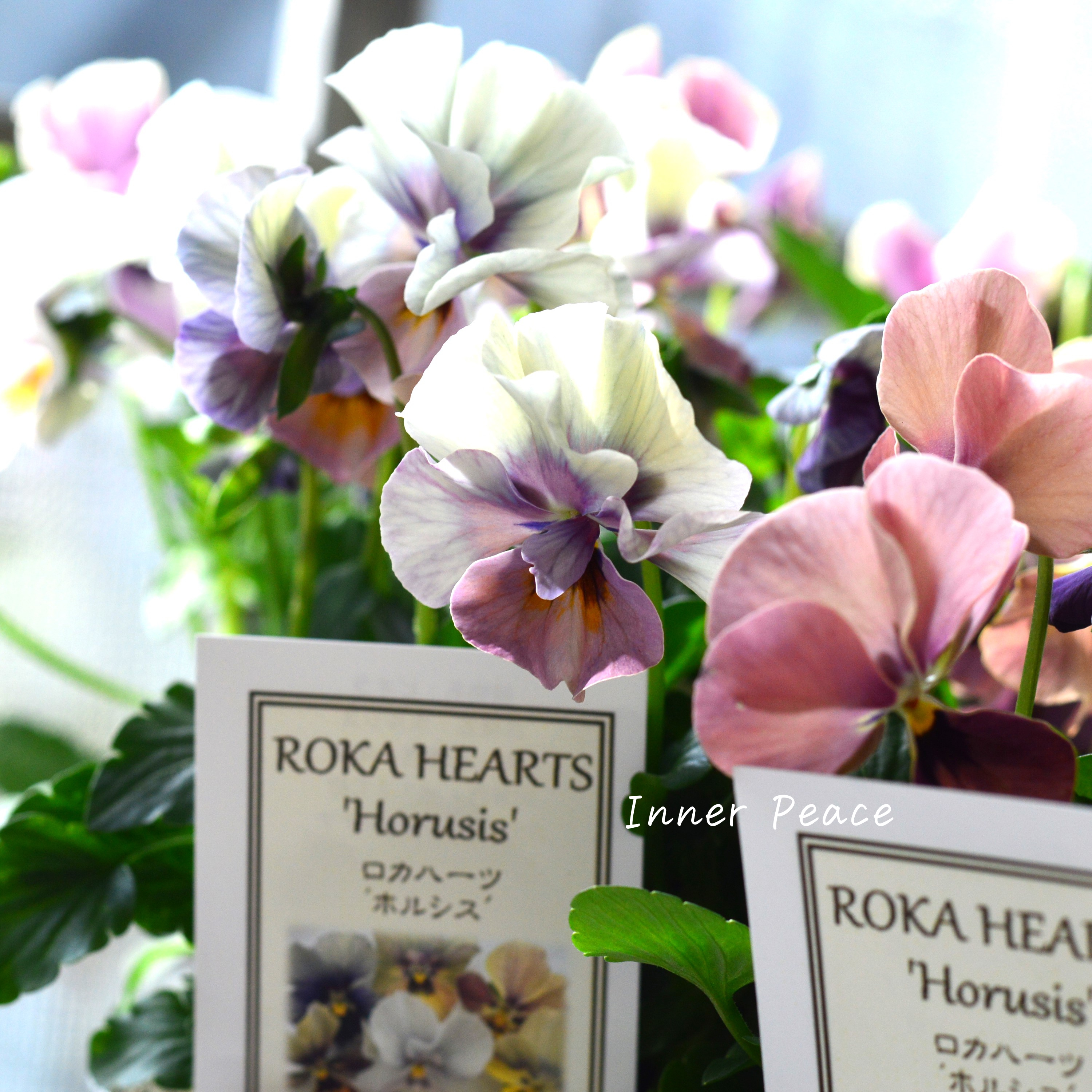 【美しい】 ビオラ ロカハーツ 『ホルシス』 3.5寸POT