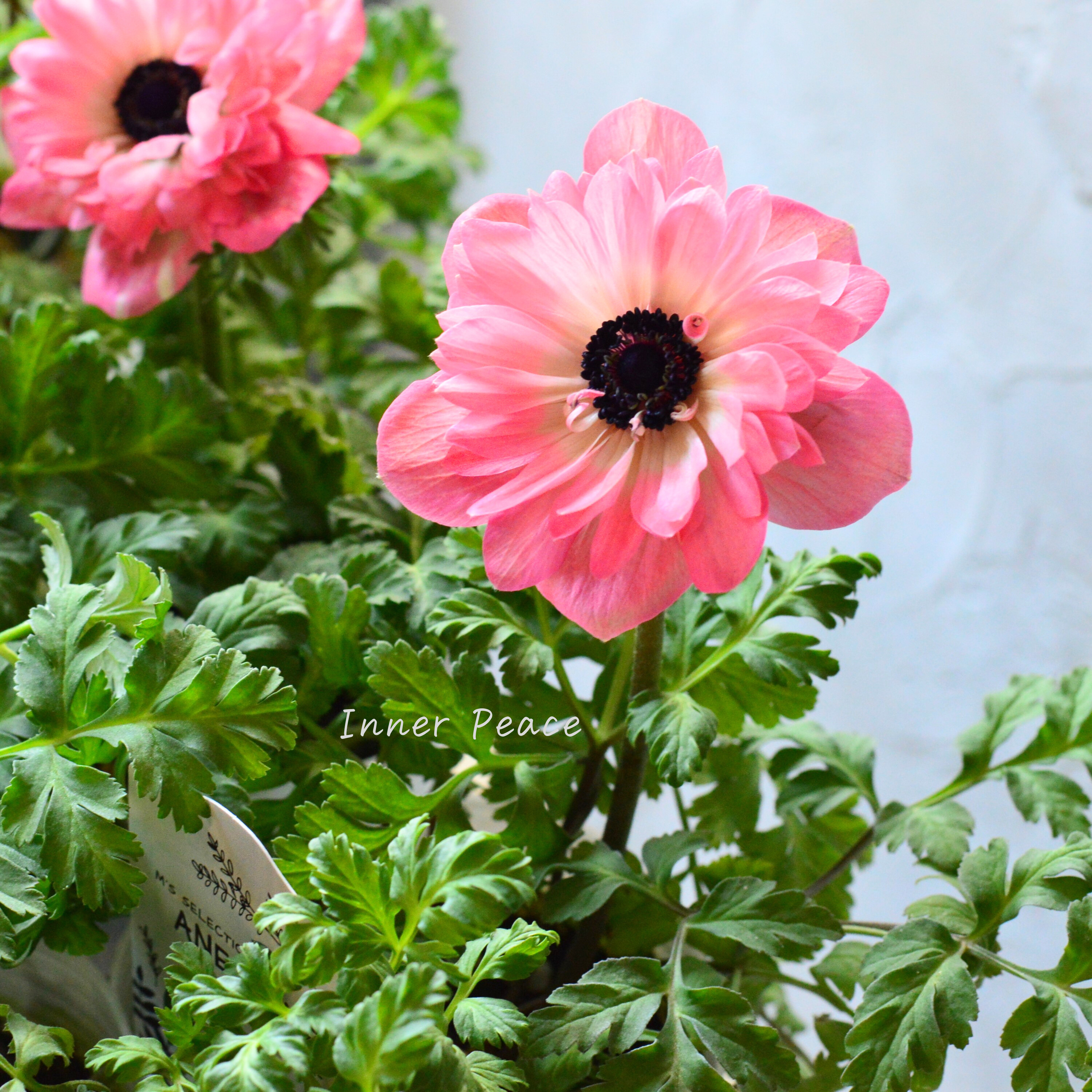 【八重咲き】 アネモネ 『ポルト・ダブル ピンク』 3~3.5寸POT