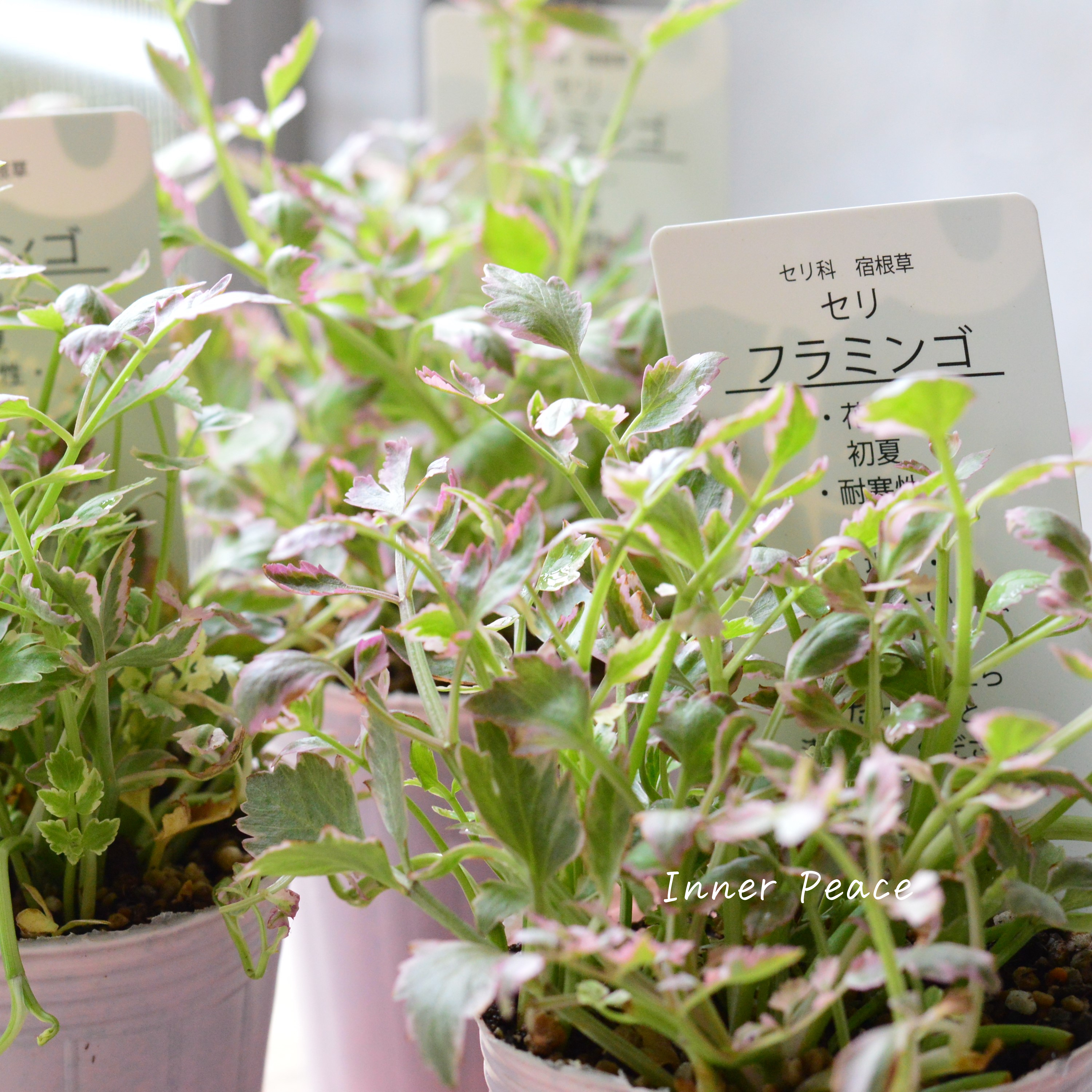 【斑入り】 セリ 『フラミンゴ』 2.5寸~3寸POT