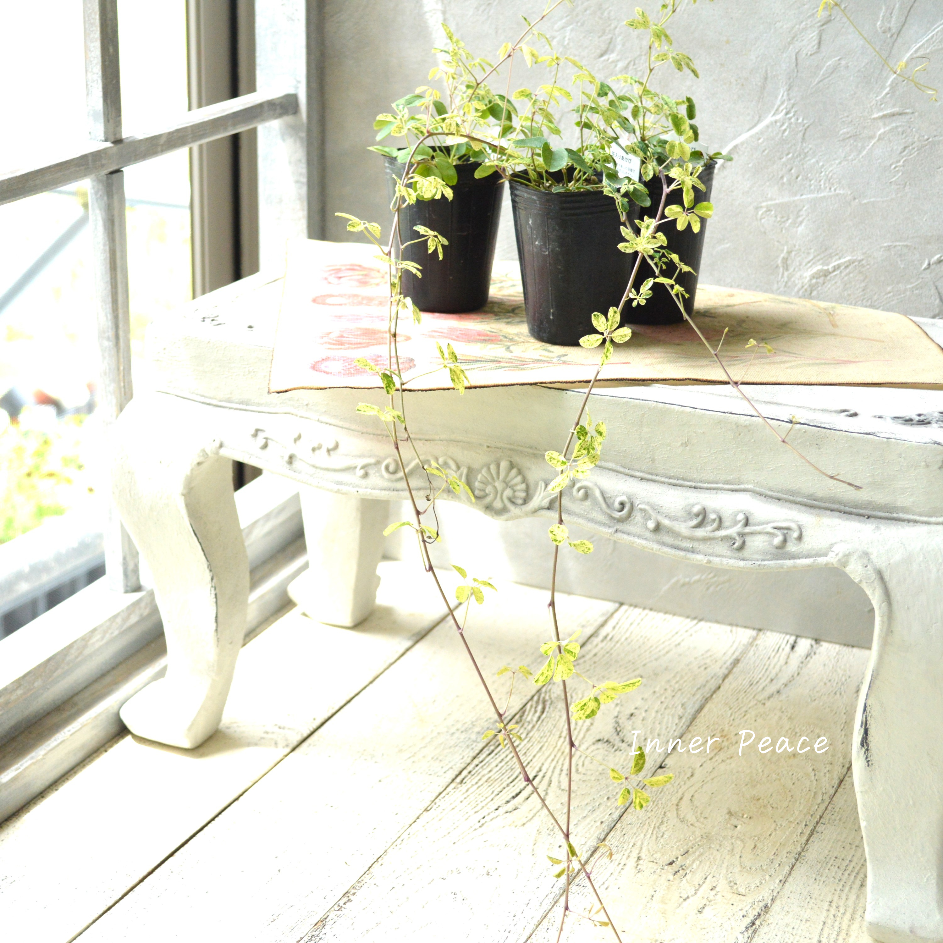 【斑入り】 五葉アケビ 2.5寸POT