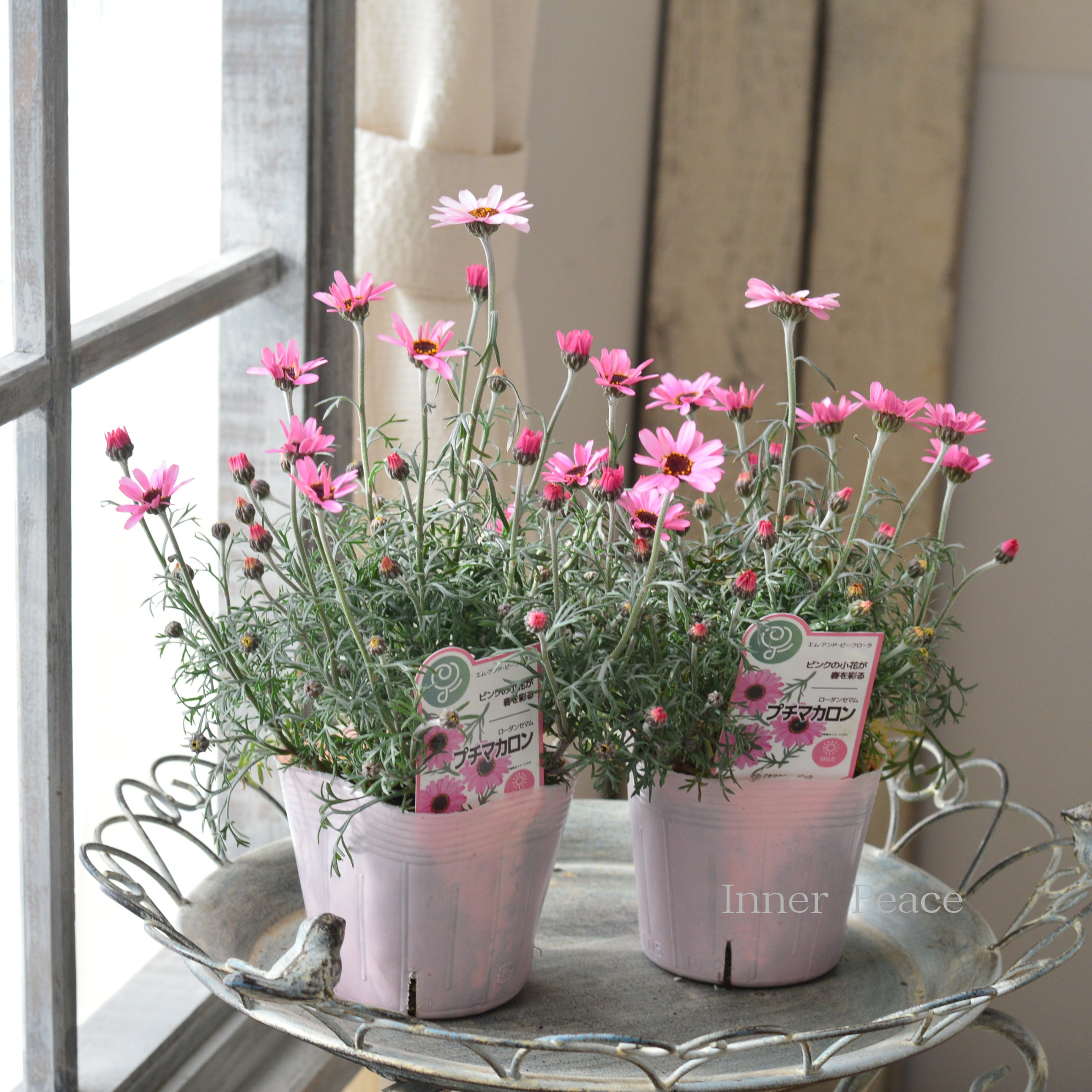 【大人かわいい】 ローダンセマム 『プチマカロン』 3.5寸POT