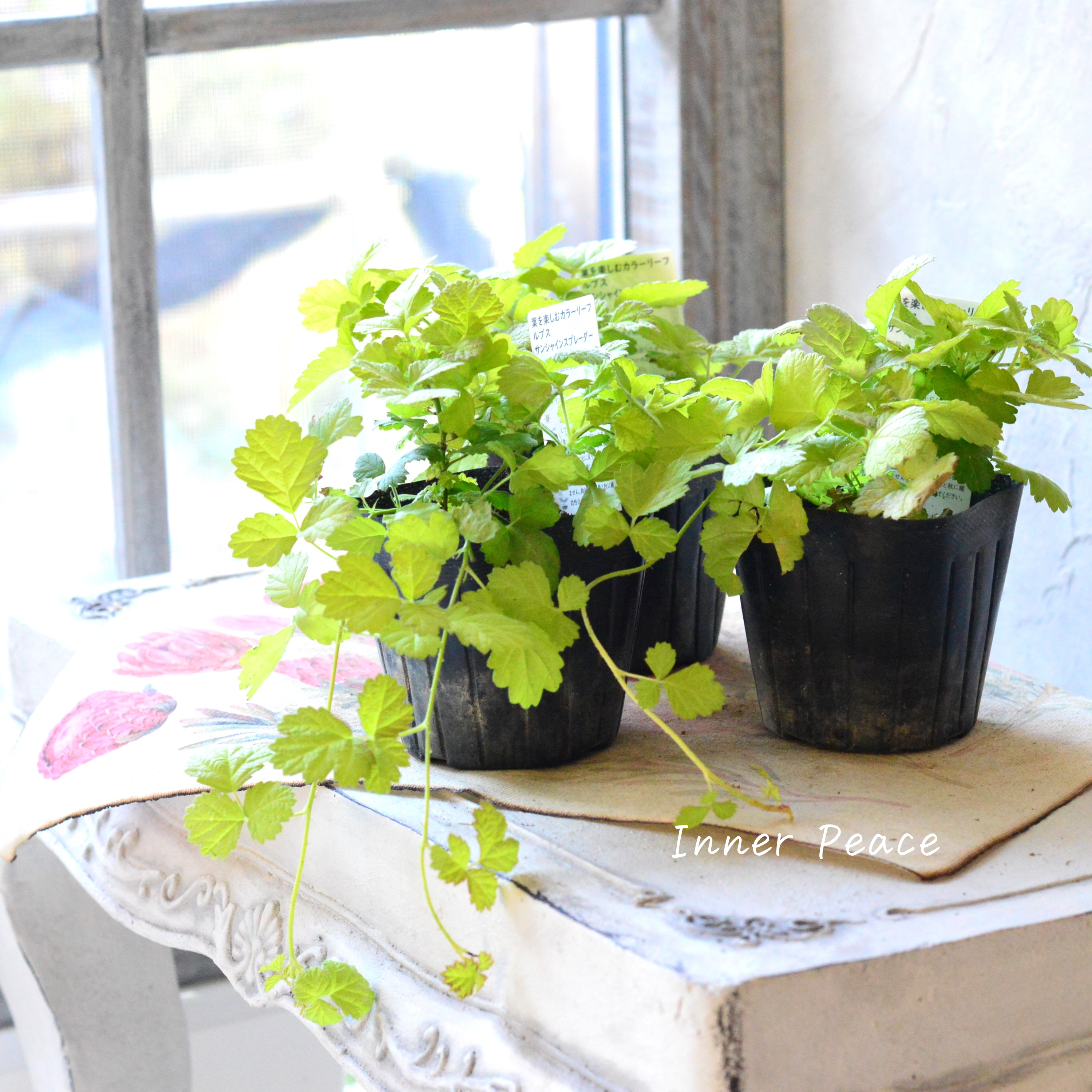 【オシャレ】 ルブス 『サンシャインスプレーダー』 3寸POT