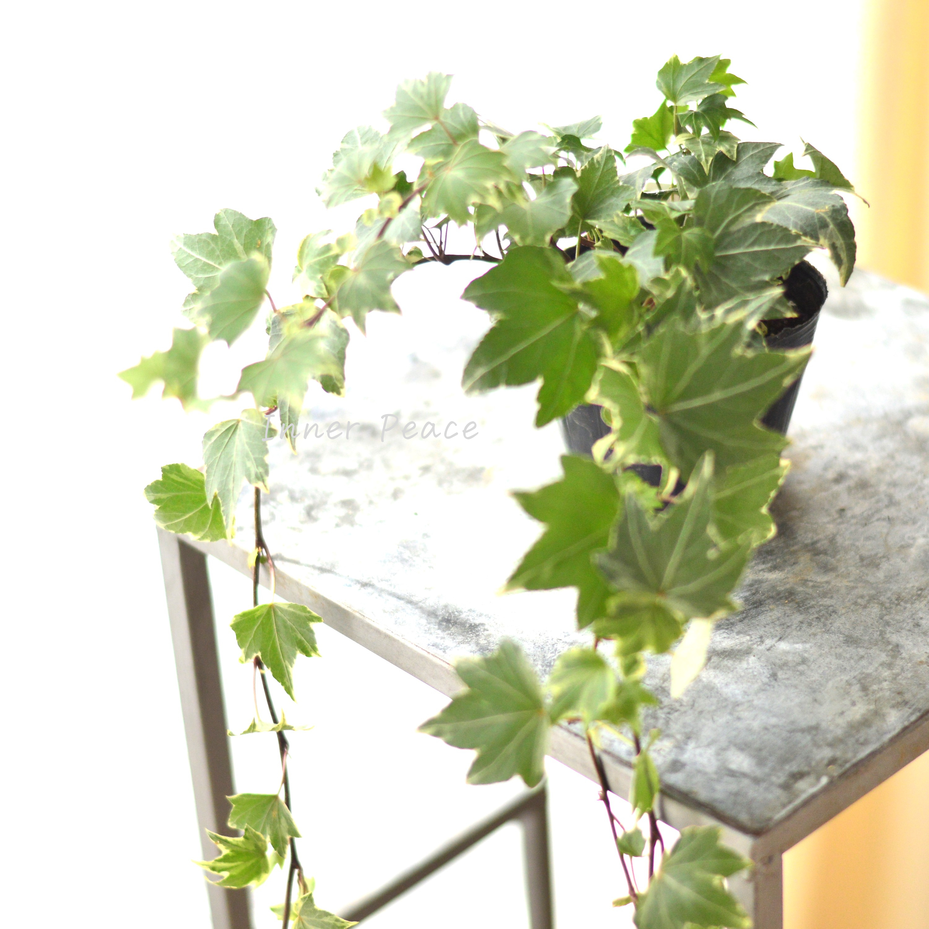 【寄せ植えに】 ヘデラ ヘリックス 『ホワイトリップル』 3寸POT