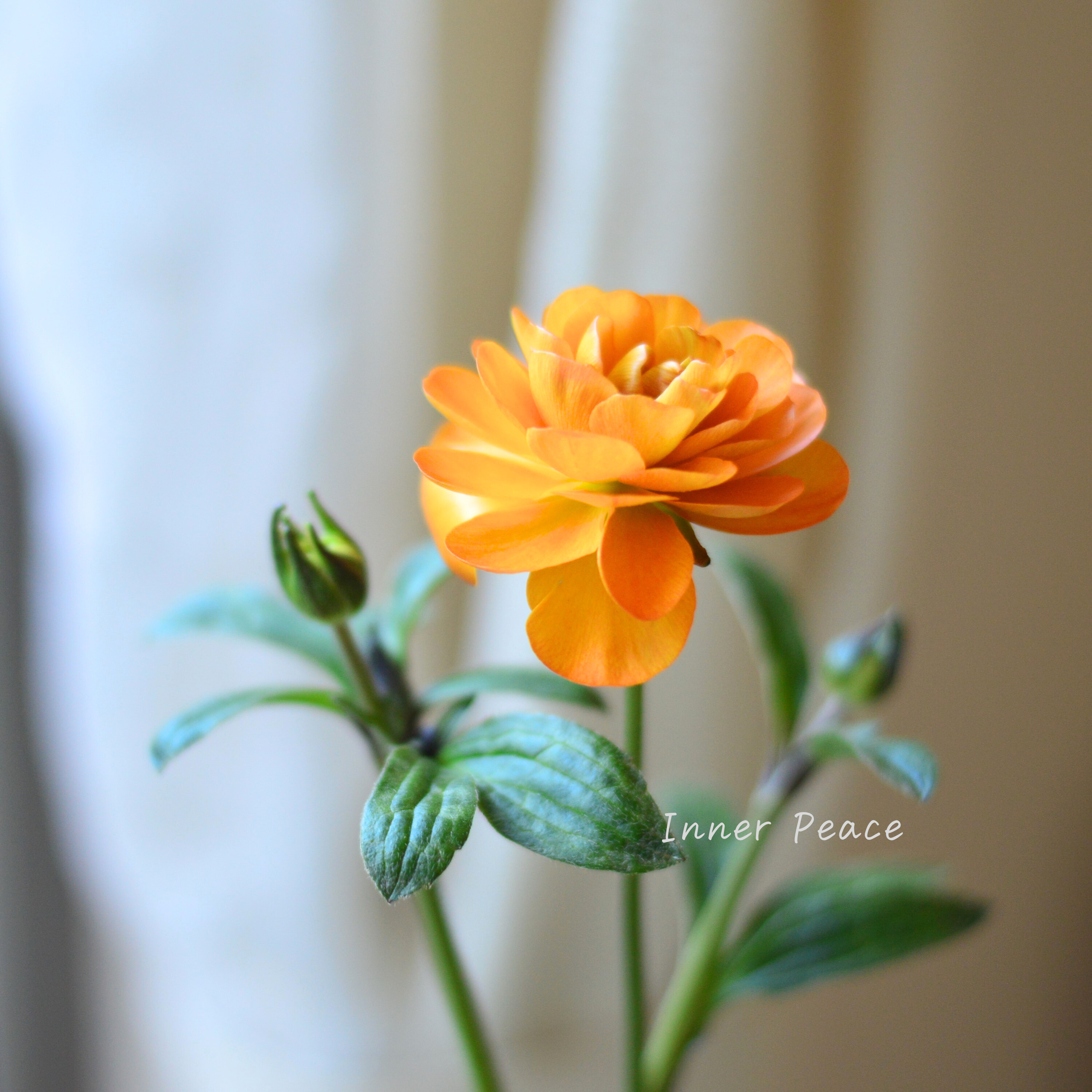 【美しい】 ラナンキュラス・ラックス 『ガラテア』 4寸POT