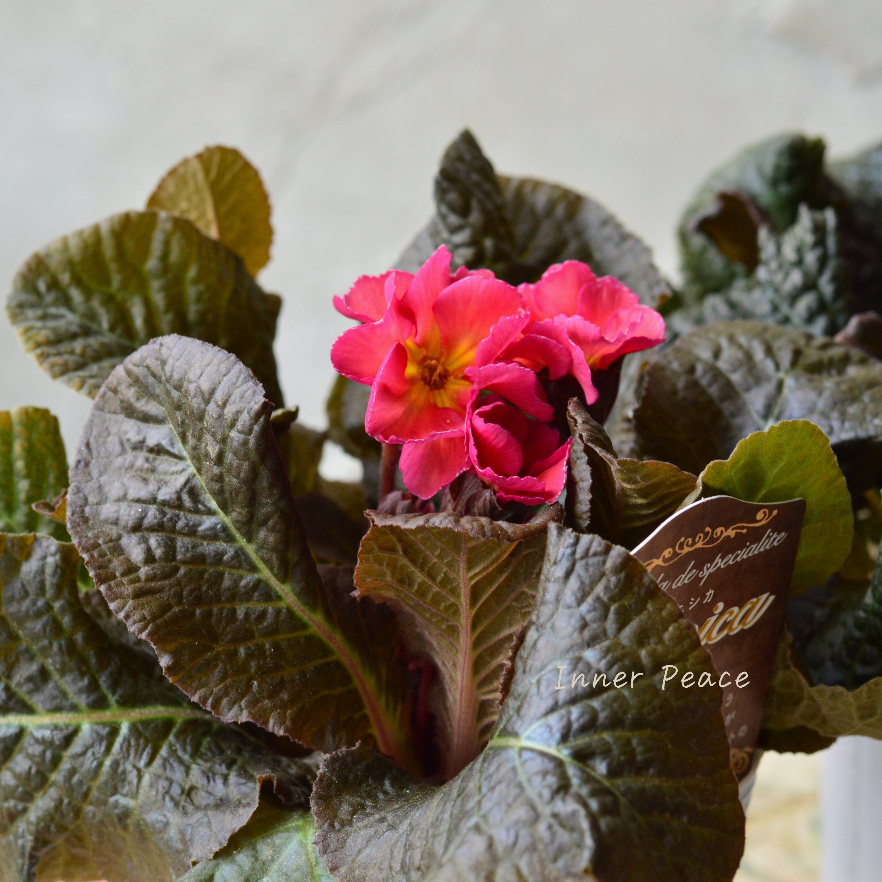 【松原園芸さん】 銅葉プリムラ 『ジェシカ・濃いピンク系』 3寸POT