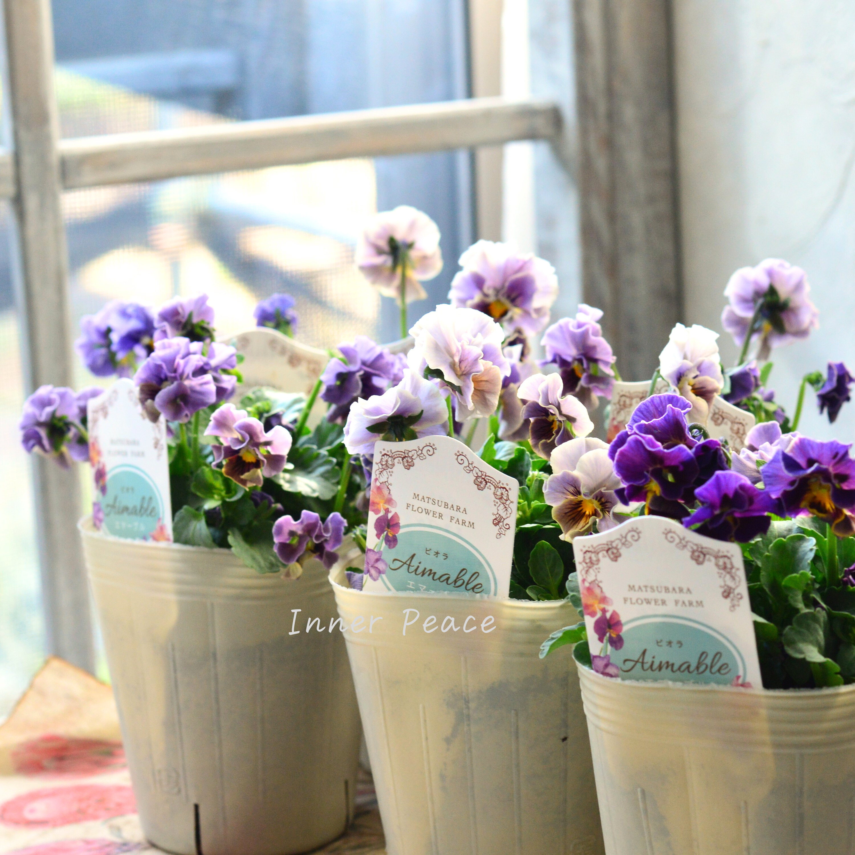 【マツバラフラワーファームさん】 ビオラ 『エマーブル・スタイリッシュグレイ』 3寸ロングPOT