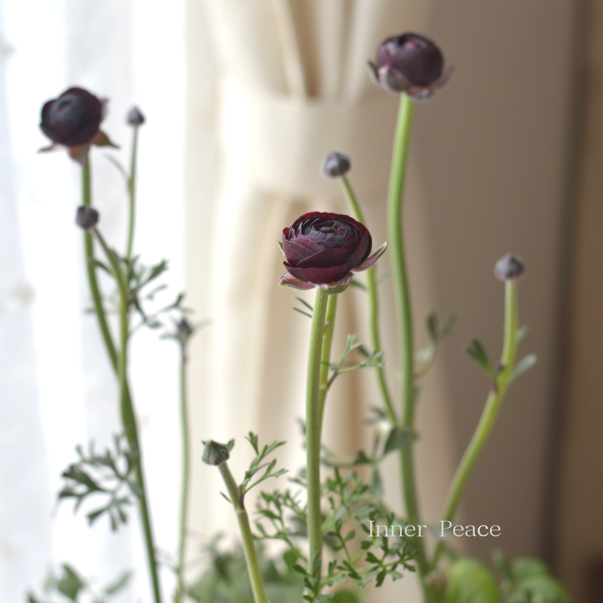 【豪華】 ラナンキュラス 『ミストラル・ブラックジャック』 3.5寸ロングPOT