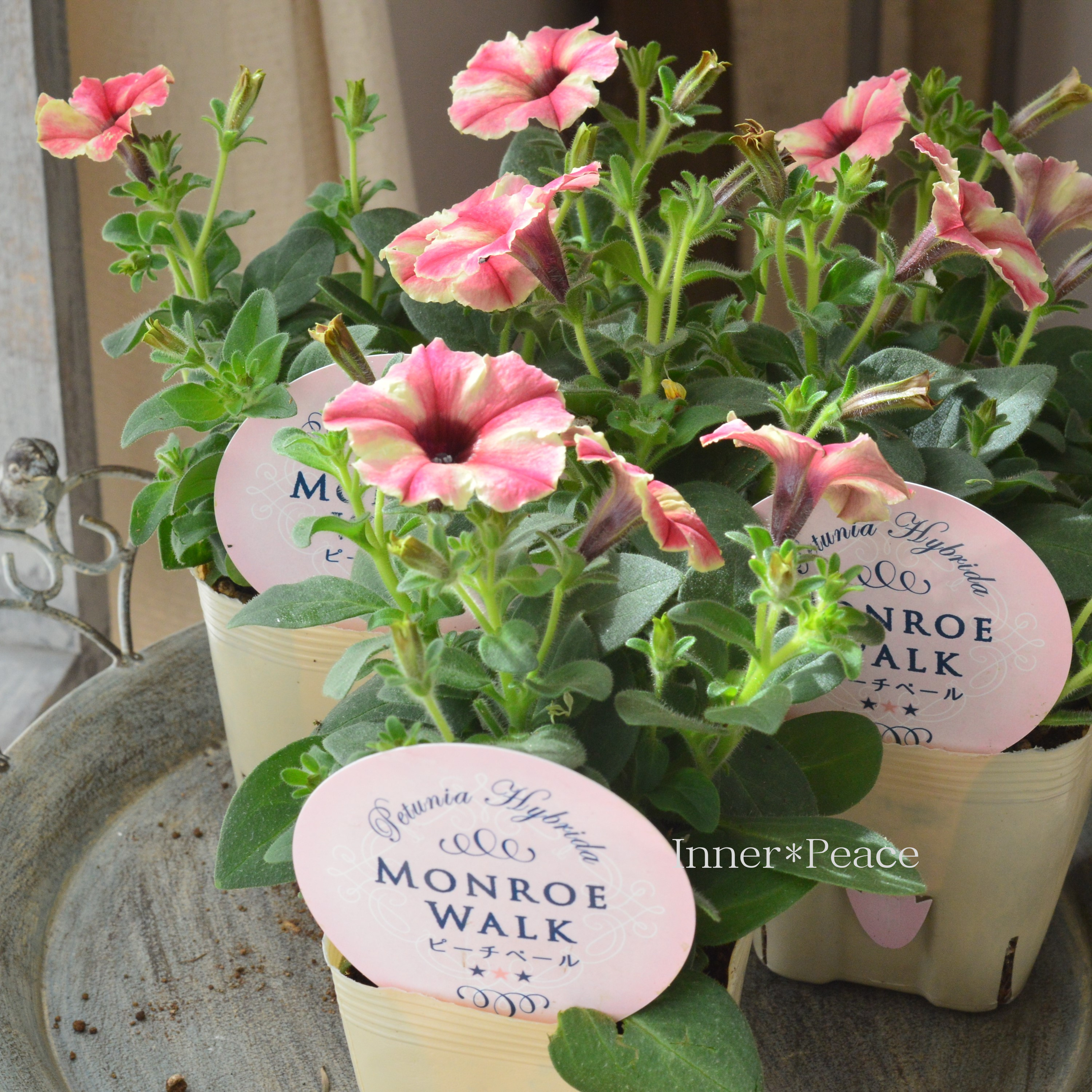 【花芳さんオリジナル】New! ペチュニア 『モンローウォーク・ピーチベール』 3.5寸POT