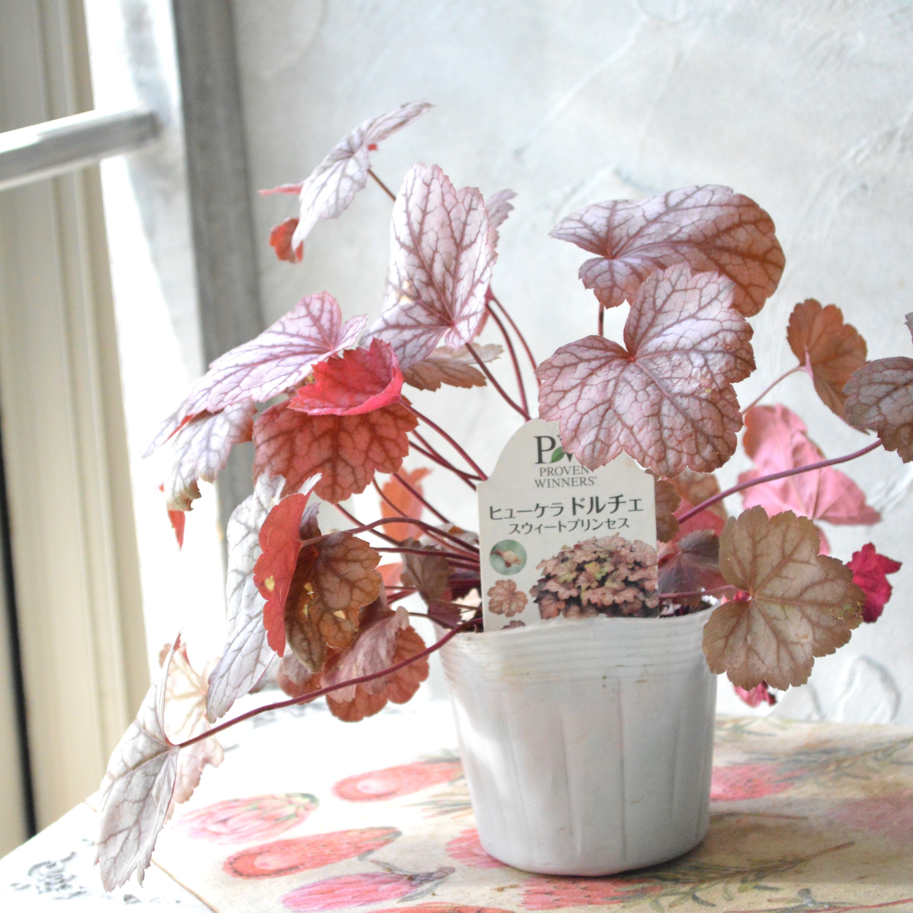 【PW】 ヒューケラ ドルチェ 『スウィートプリンセス』 3寸POT