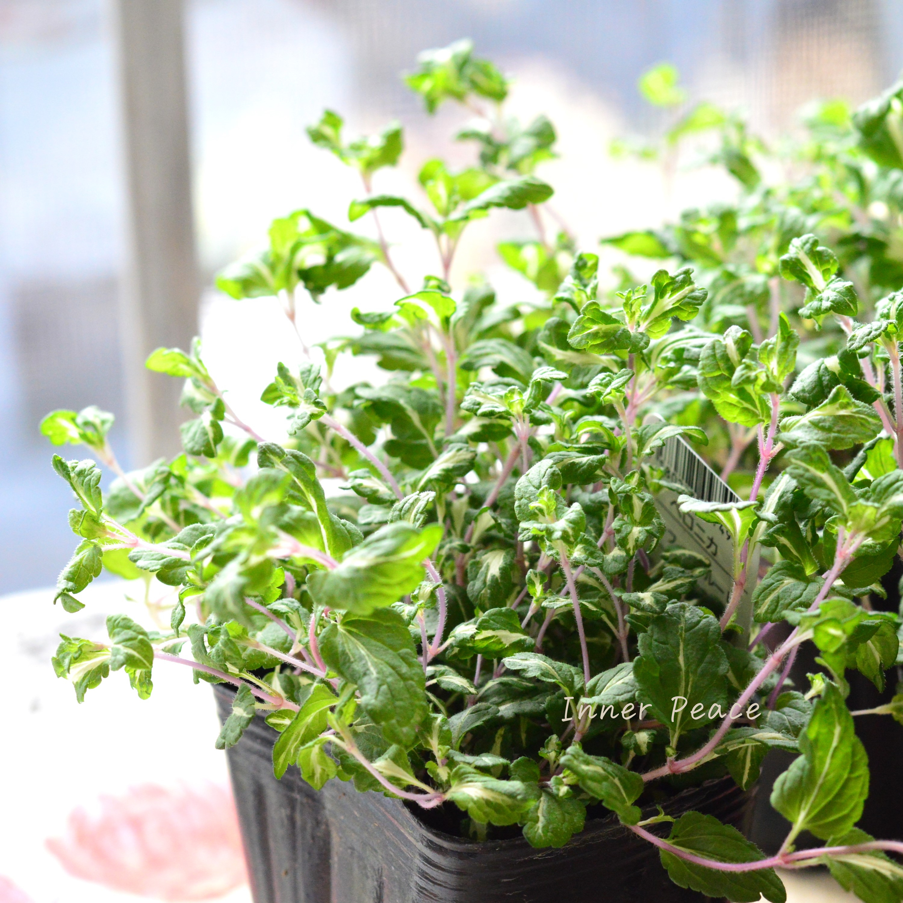 【斑入り】 ベロニカ 『ミッフィーブルート』 2.5~3寸POT