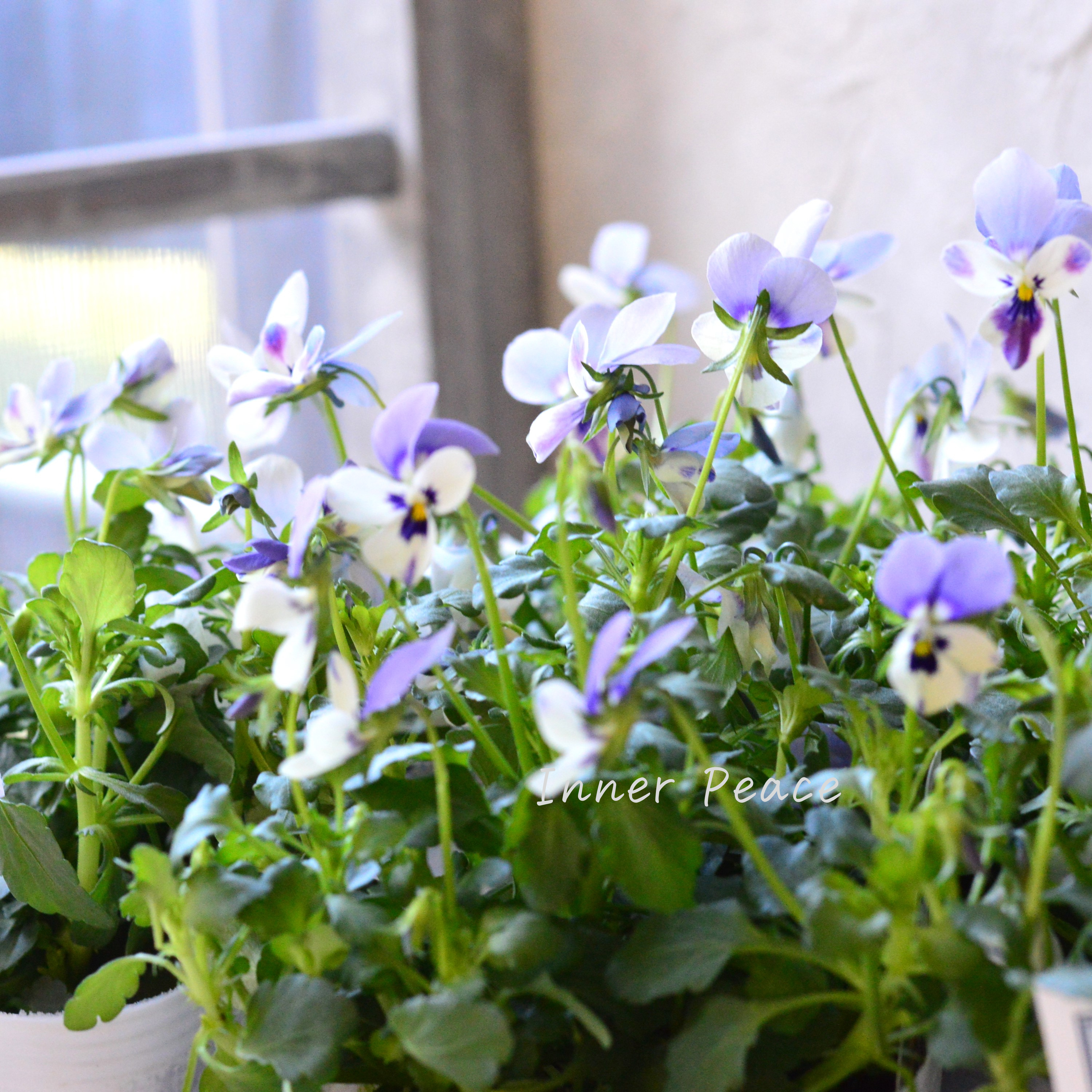 【美しい】 ビオラ ロカハーツ 『ブルーウイングス』 3.5寸POT