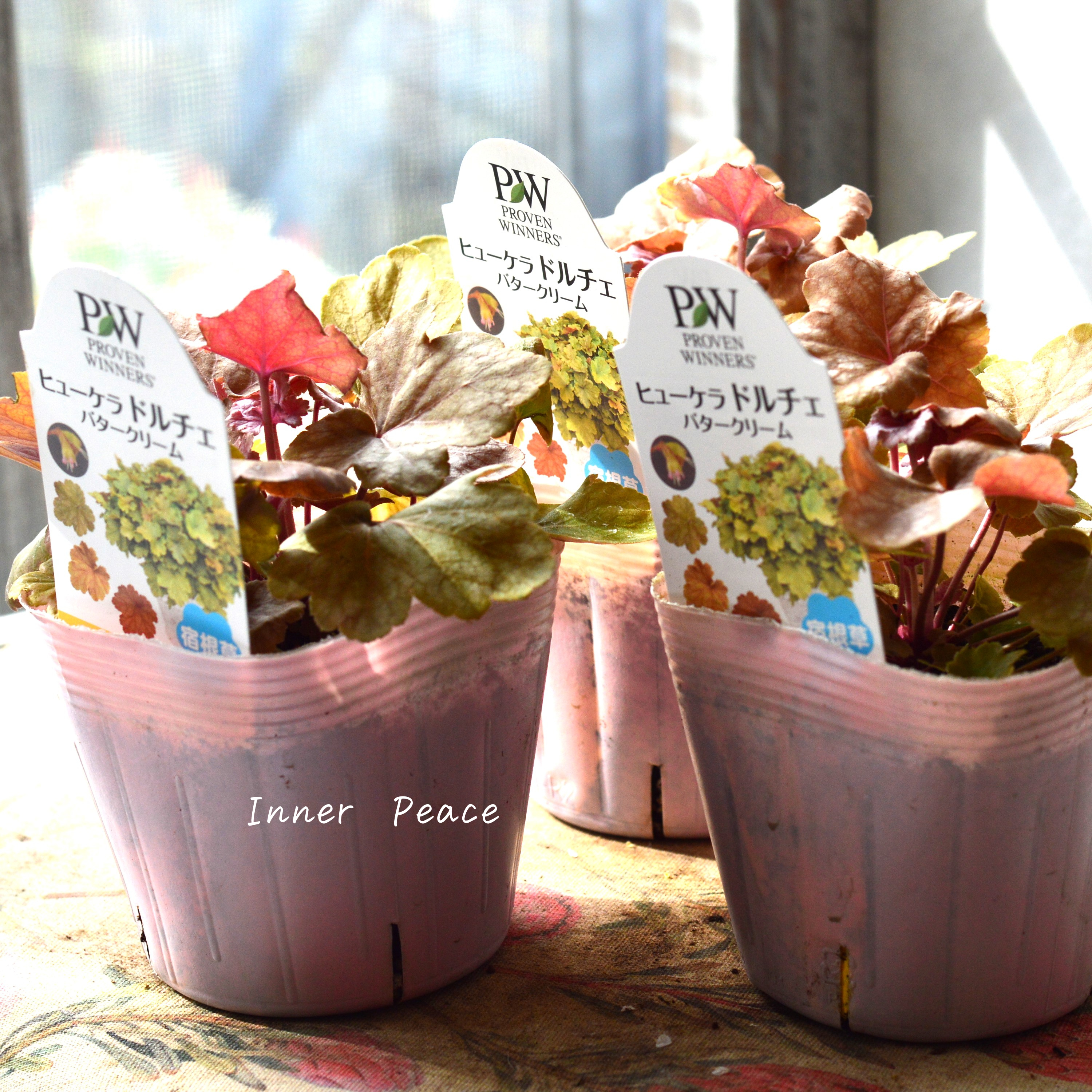 【PW】 ヒューケラ ドルチェ 『バタークリーム』 3.5寸POT