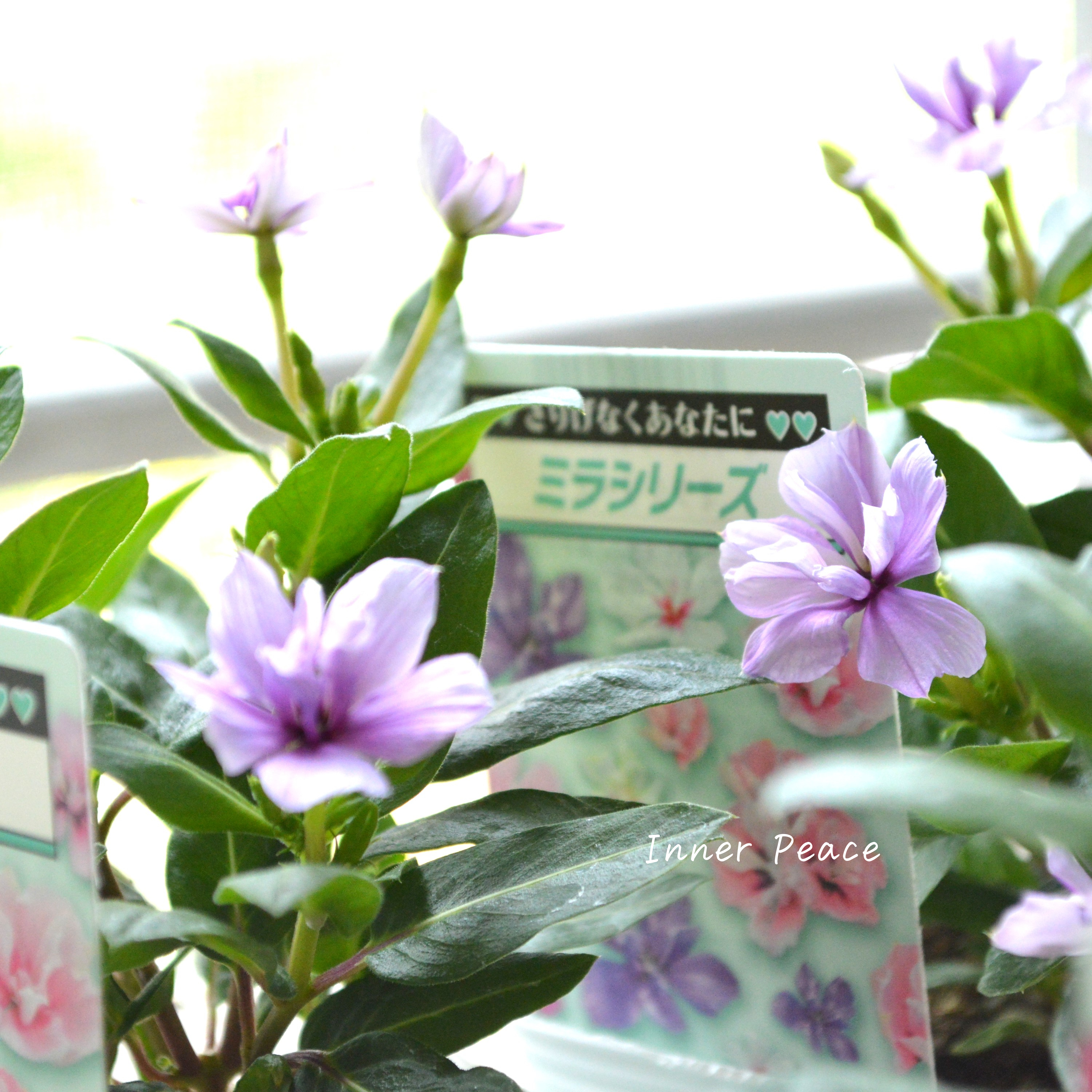 【北島園芸さん】 ニチニチソウ(八重咲き) 『ミラシリーズ・ウィスタリア』 3.5寸POT