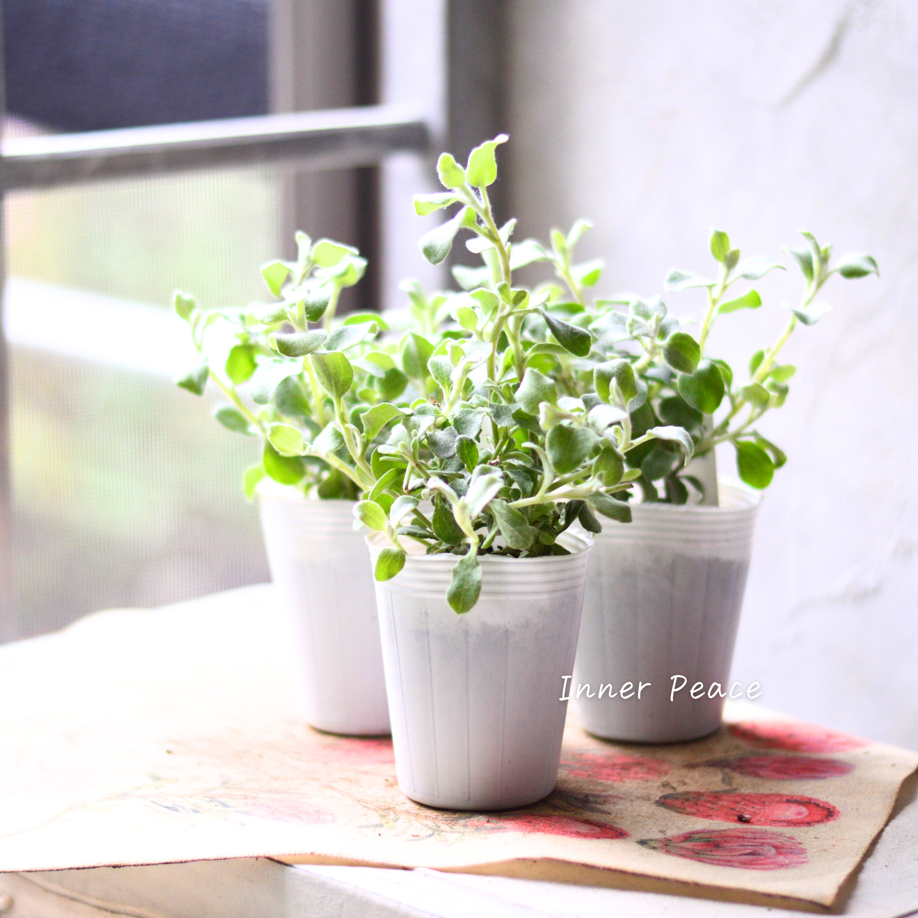 【2分割できる】 ヘリクリサム 『ペティオラレ』 3寸POT