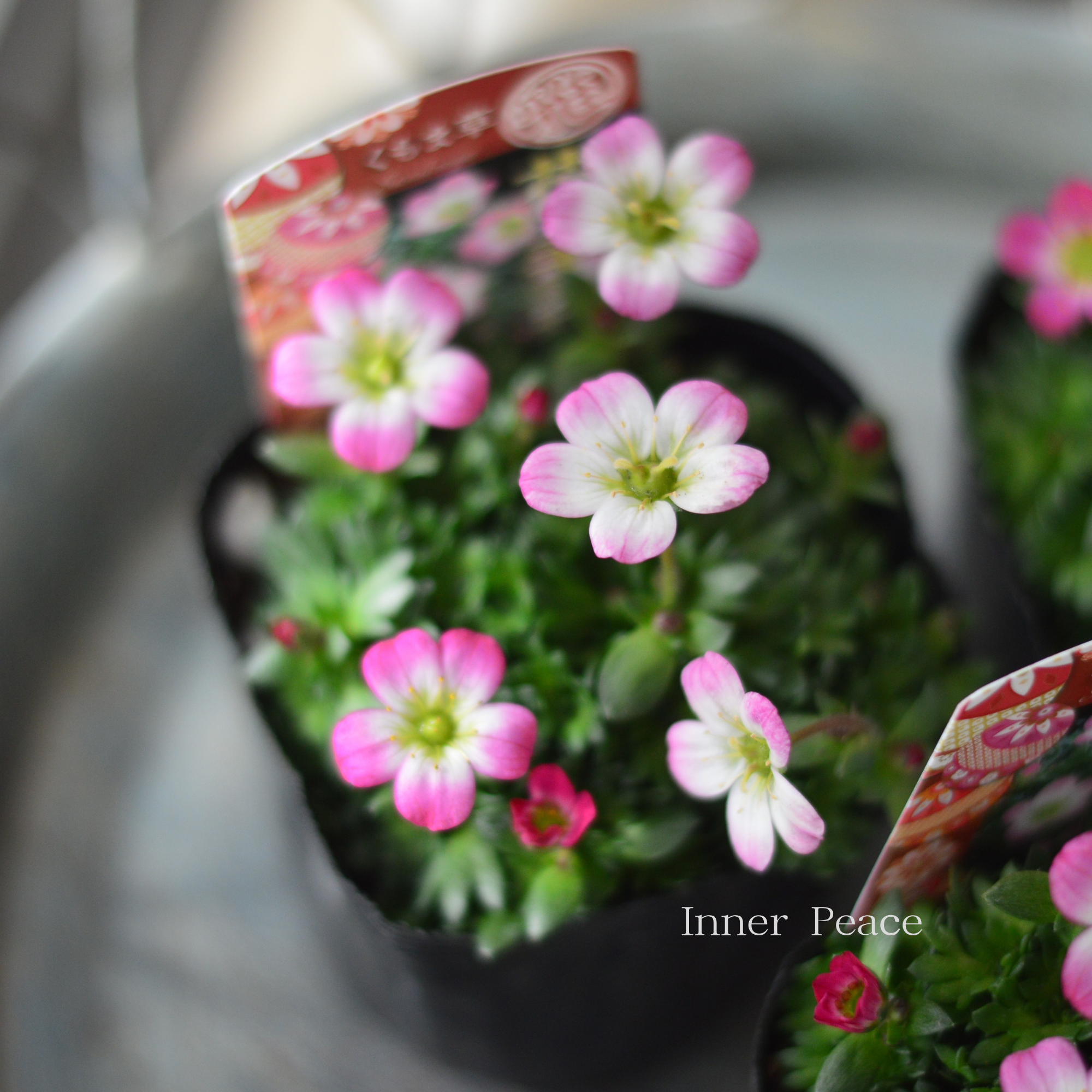 【寒さに強い】新品種 クモマグサ(雲間草) 『花手毬・ピンク』 3寸POT