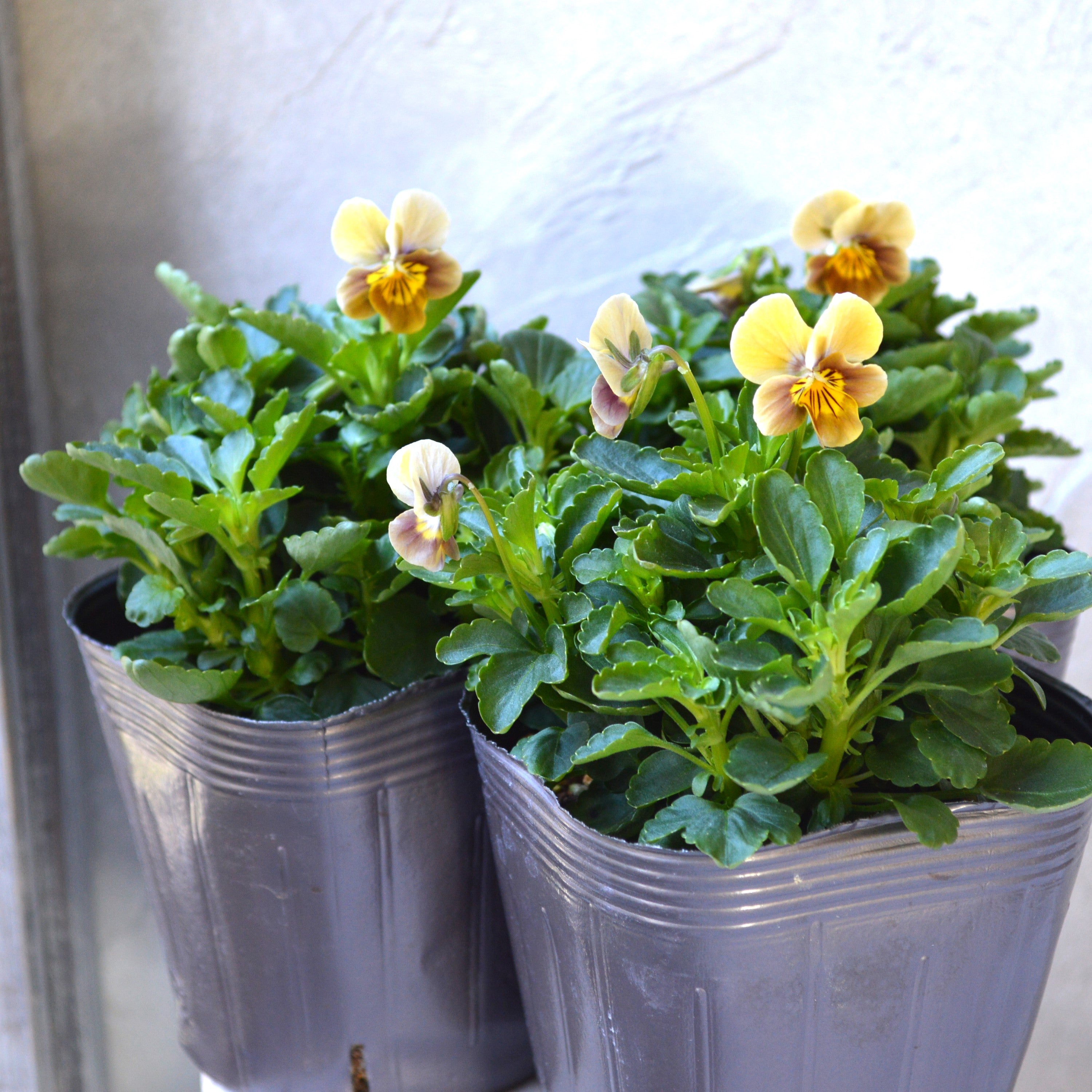 【tef*tef*さんオリジナルビオラ】 フロモカベージュ 3.5寸POT