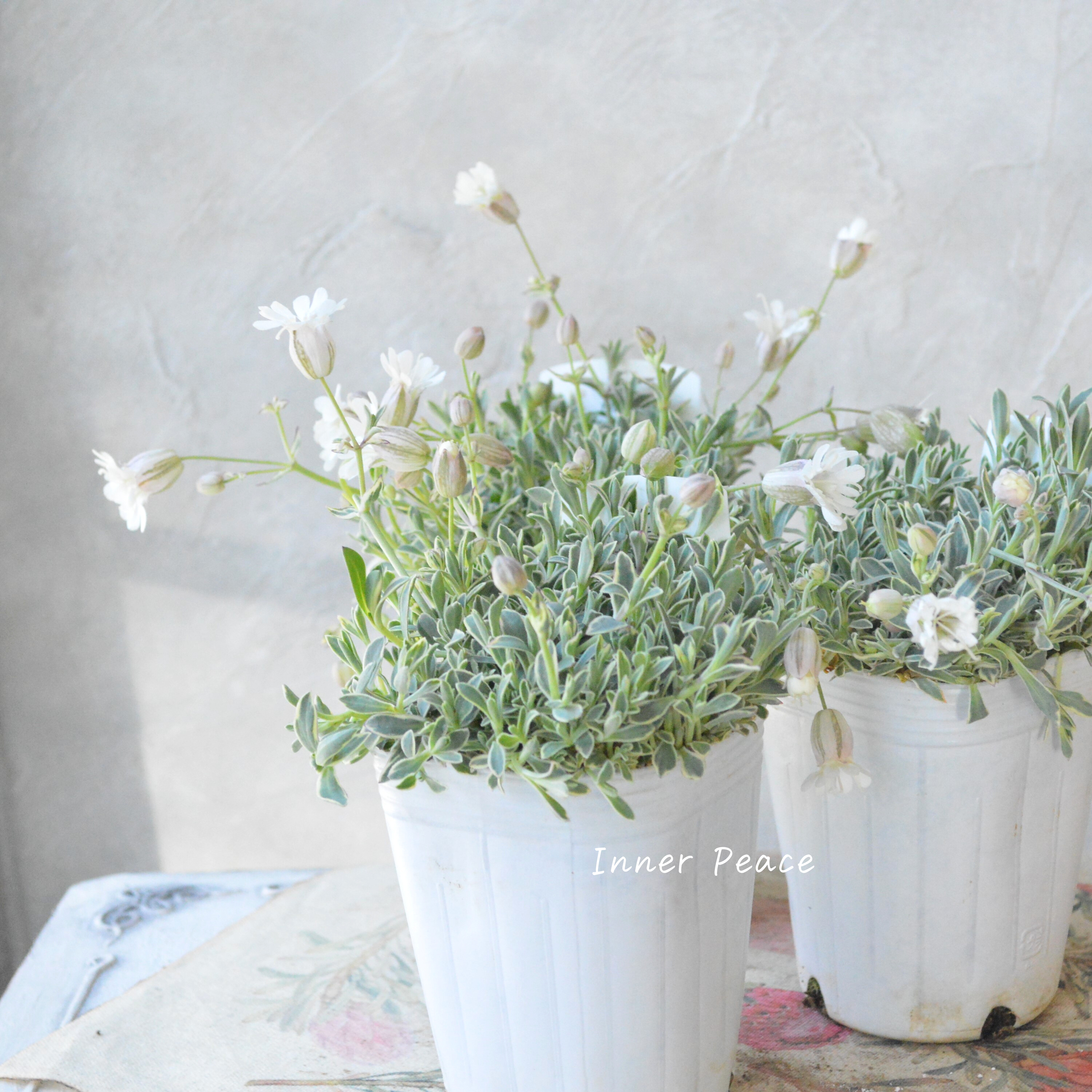 【新品種】 シレネ ドルチェ 3寸ロングPOT