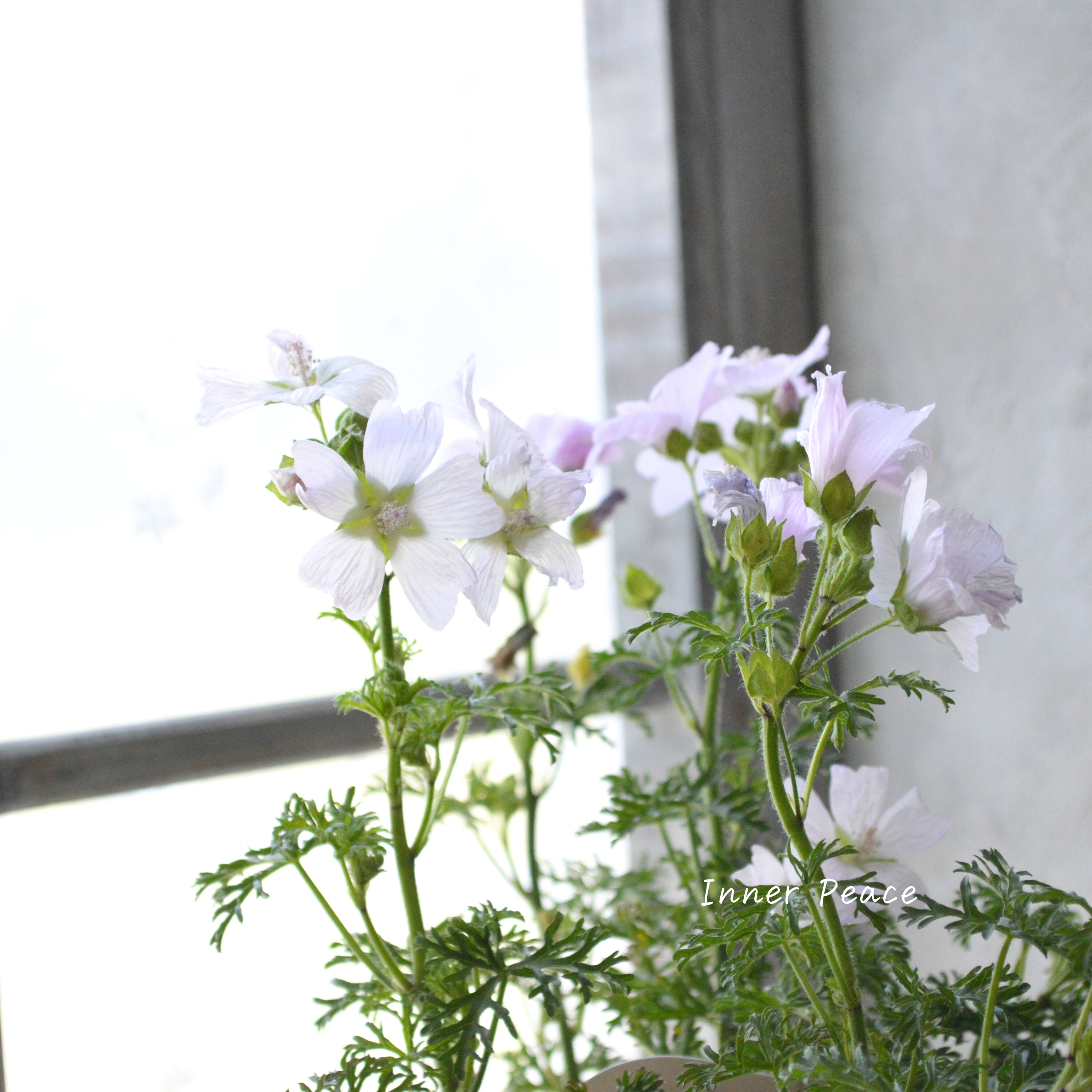 【美しい】 ムスクマロウ 『アップルブロッサム』 3寸POT