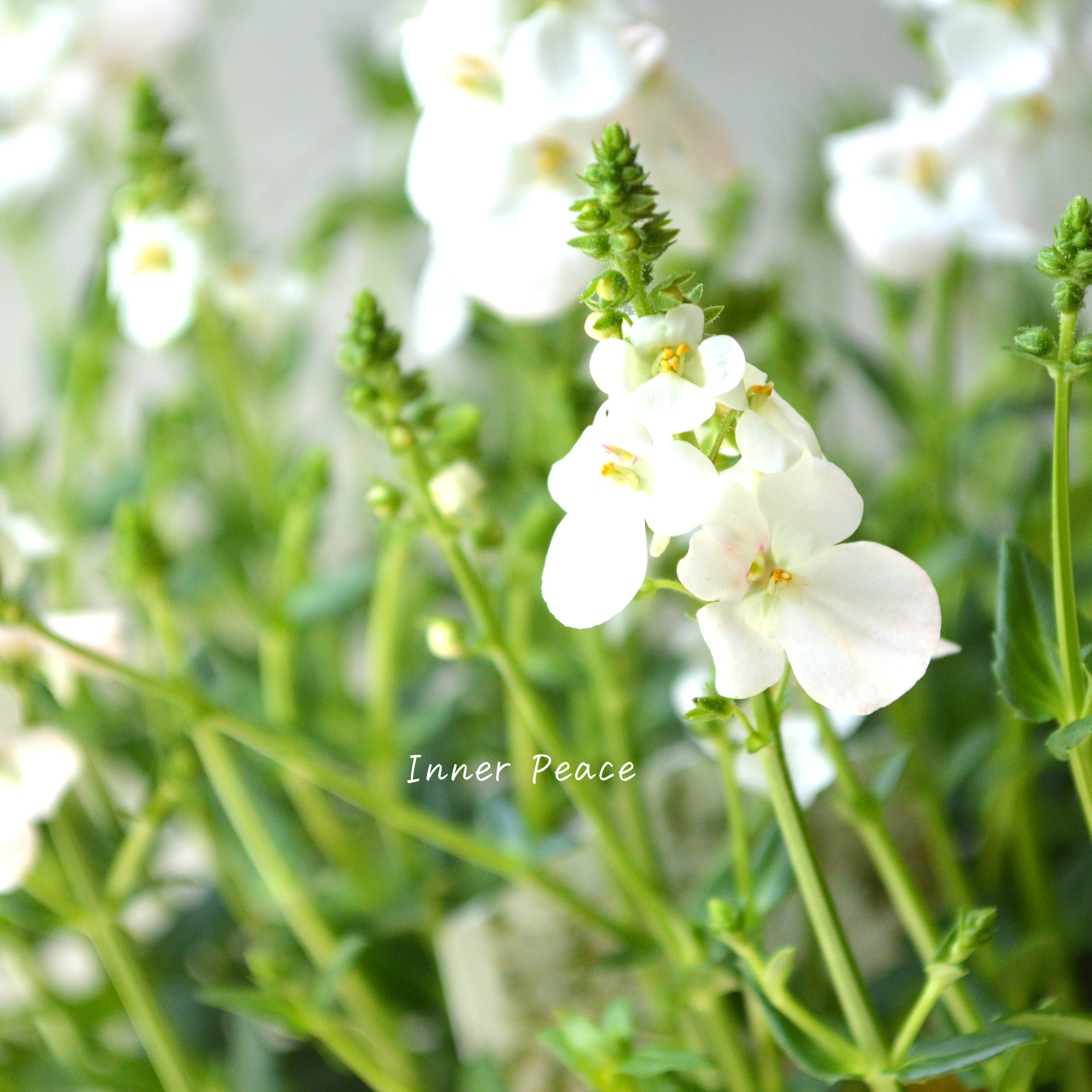 【かわいい】 ディアスシア 『トリニティ・グレース』 3.5寸POT