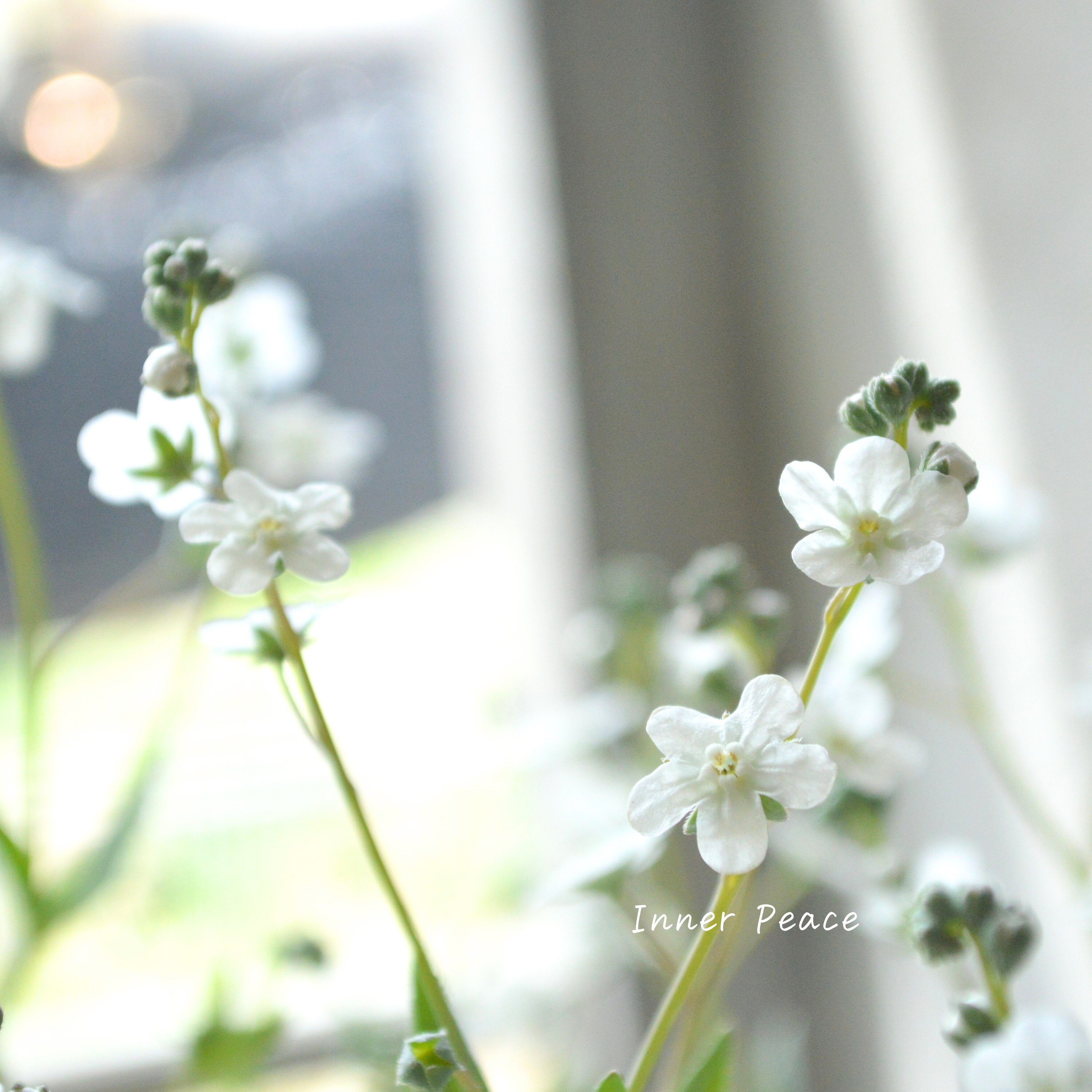 【かわいい】 オンファロデス 『リニフォリア』植え込み用 3寸ロングPOT