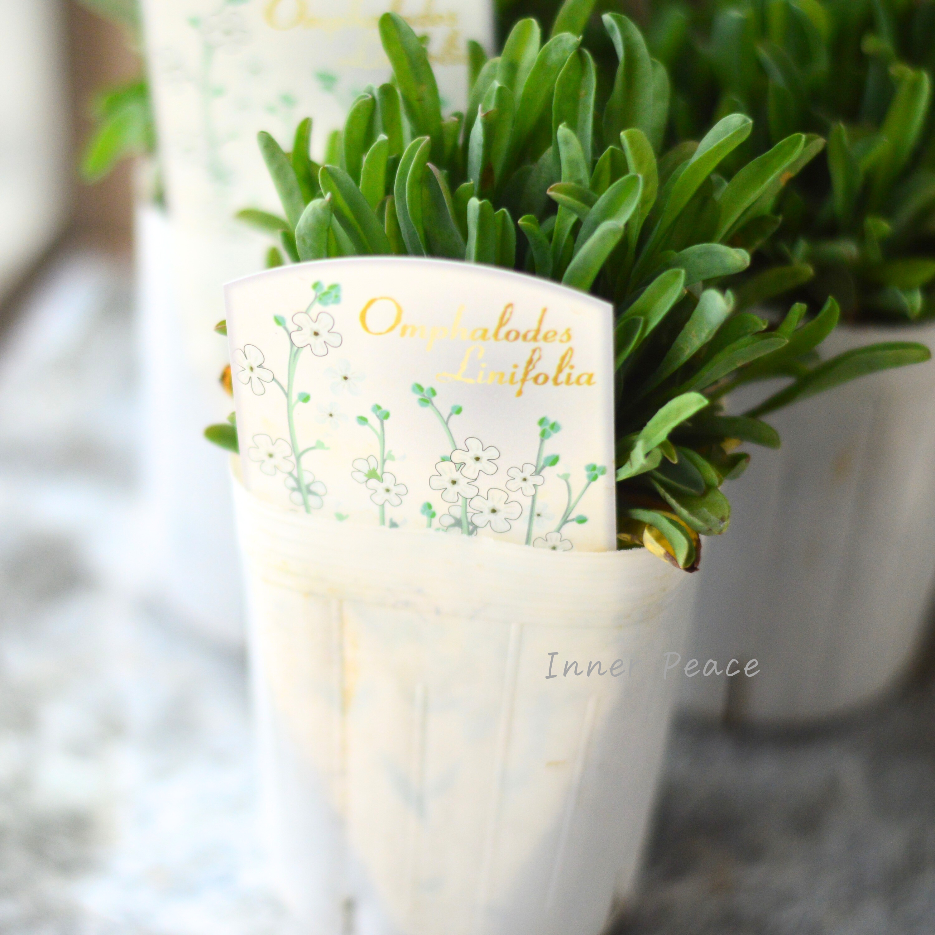 【かわいい】 オンファロデス 『リニフォリア』植え込み用 3寸ロングPOT