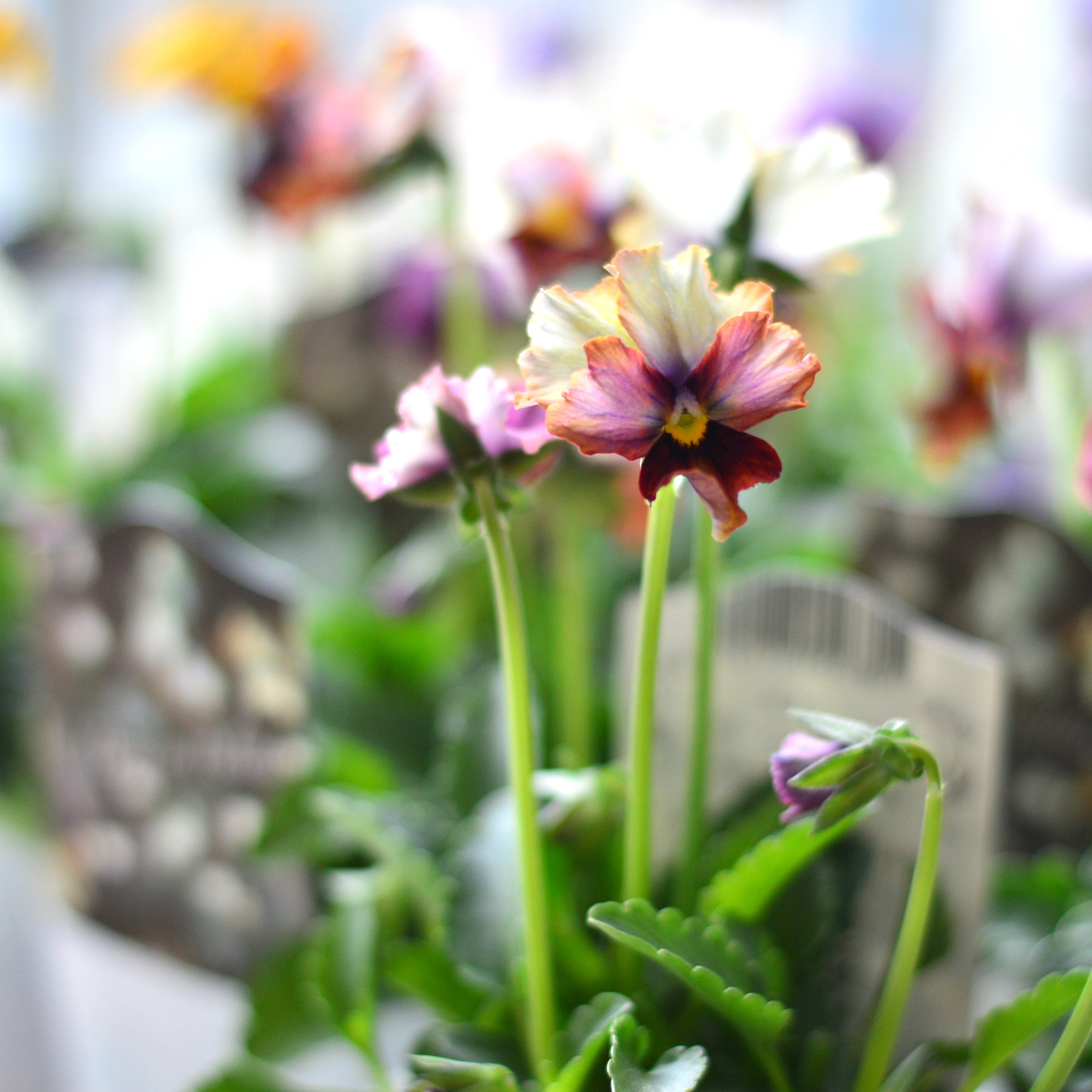 【希少】 ナラティブフラワーズさん 『パリアンパレット』 3寸ロングPOT