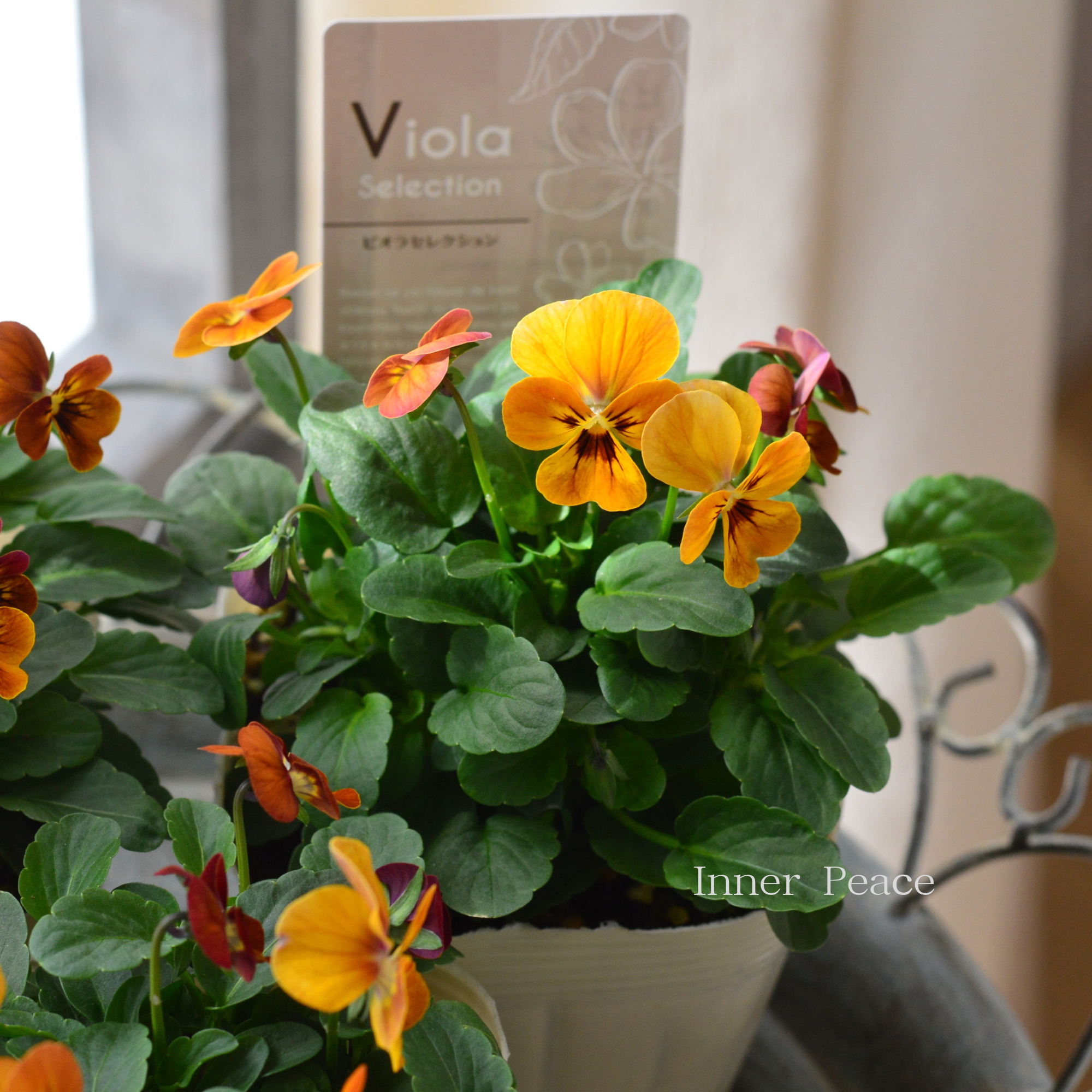 【アンティーク】 ビオラ 『コリーナテラコッタ』 3.5寸POT