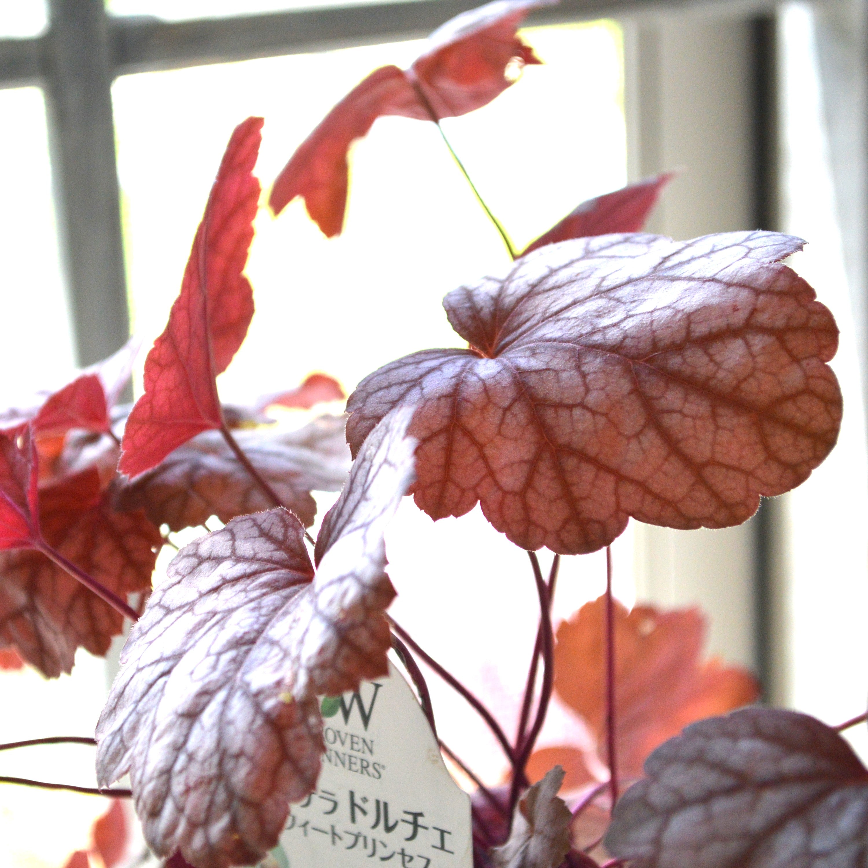 【PW】 ヒューケラ ドルチェ 『スウィートプリンセス』 3寸POT