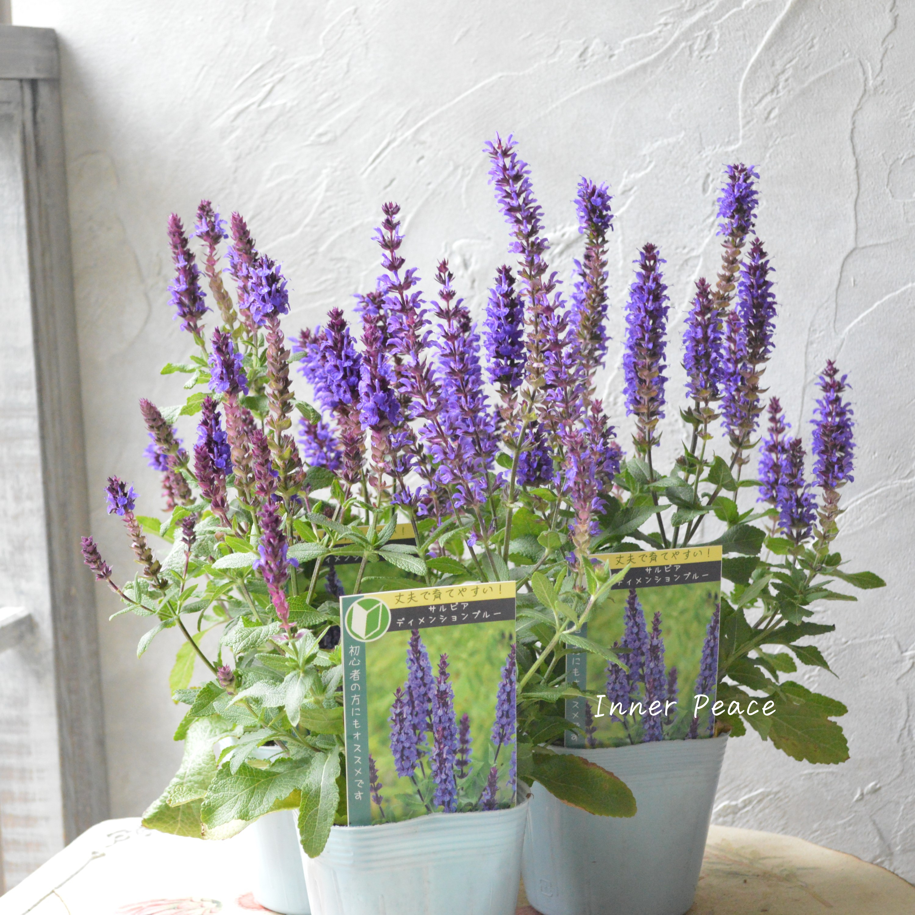 【宿根】 サルビア 『ディメンションブルー』 3.5寸POT