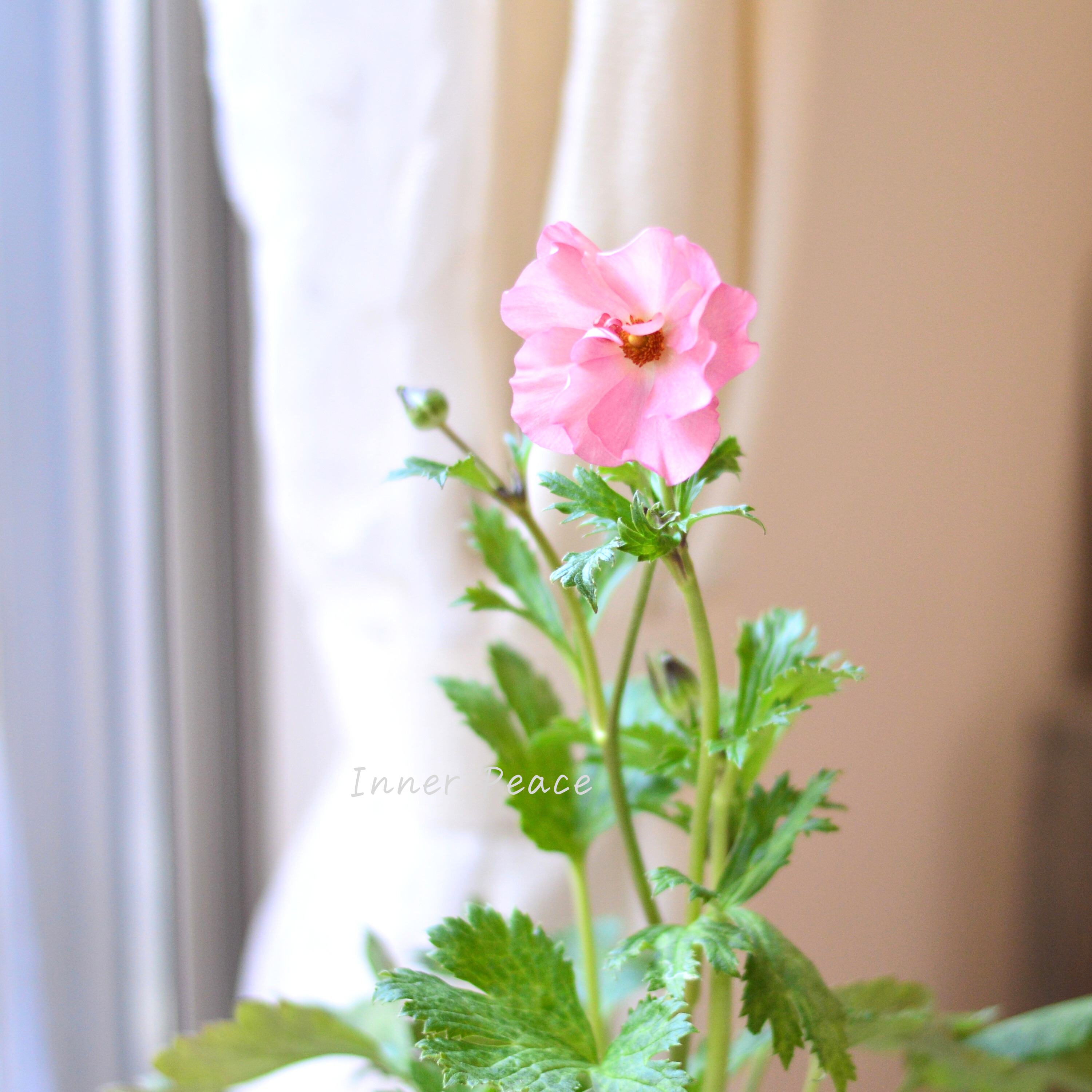 【美しい】 ラナンキュラス・ラックス 『アウラ』 4寸POT