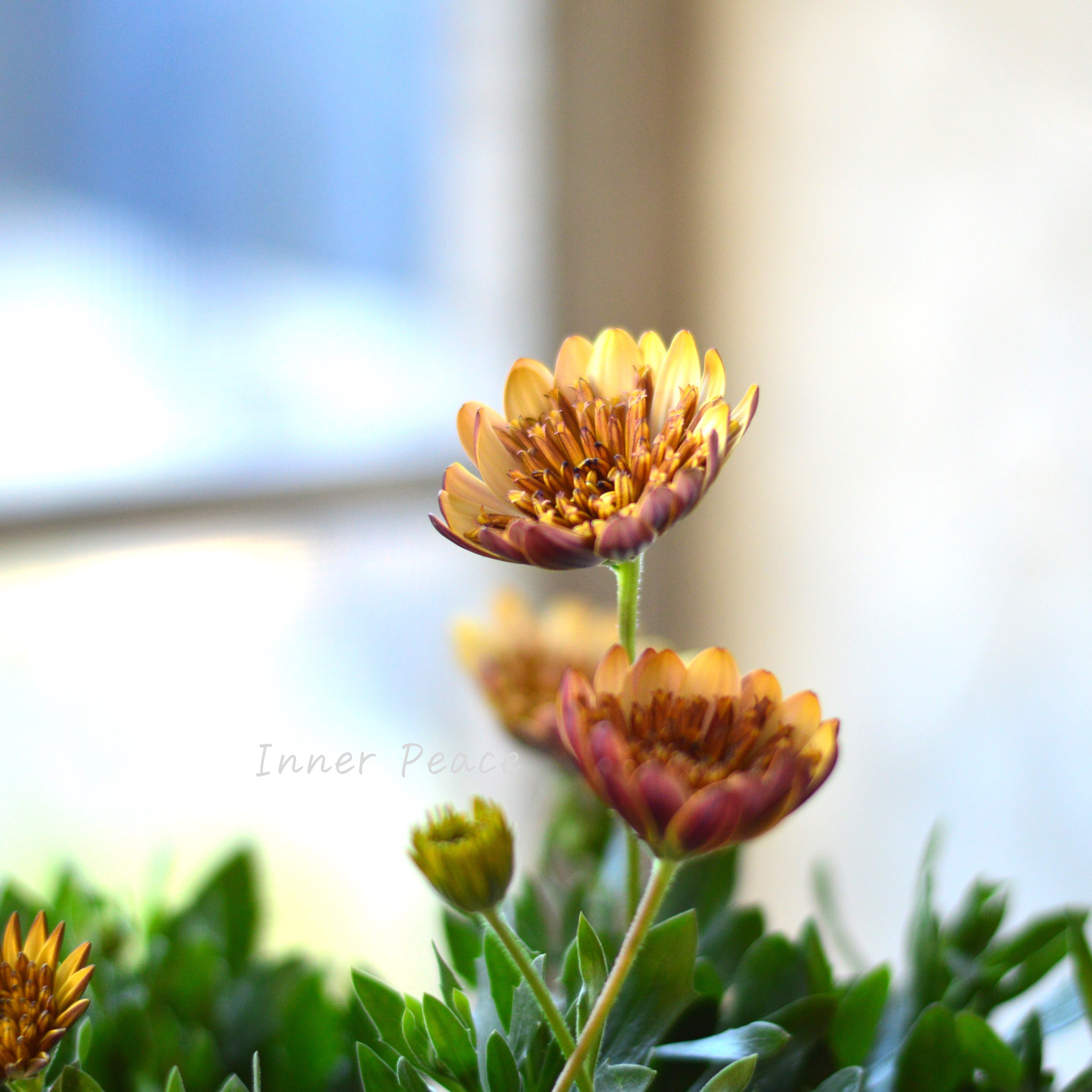 【希少】 ナラフラさんのオステオスペルマム 『モカラテ』 3寸ロングPOT