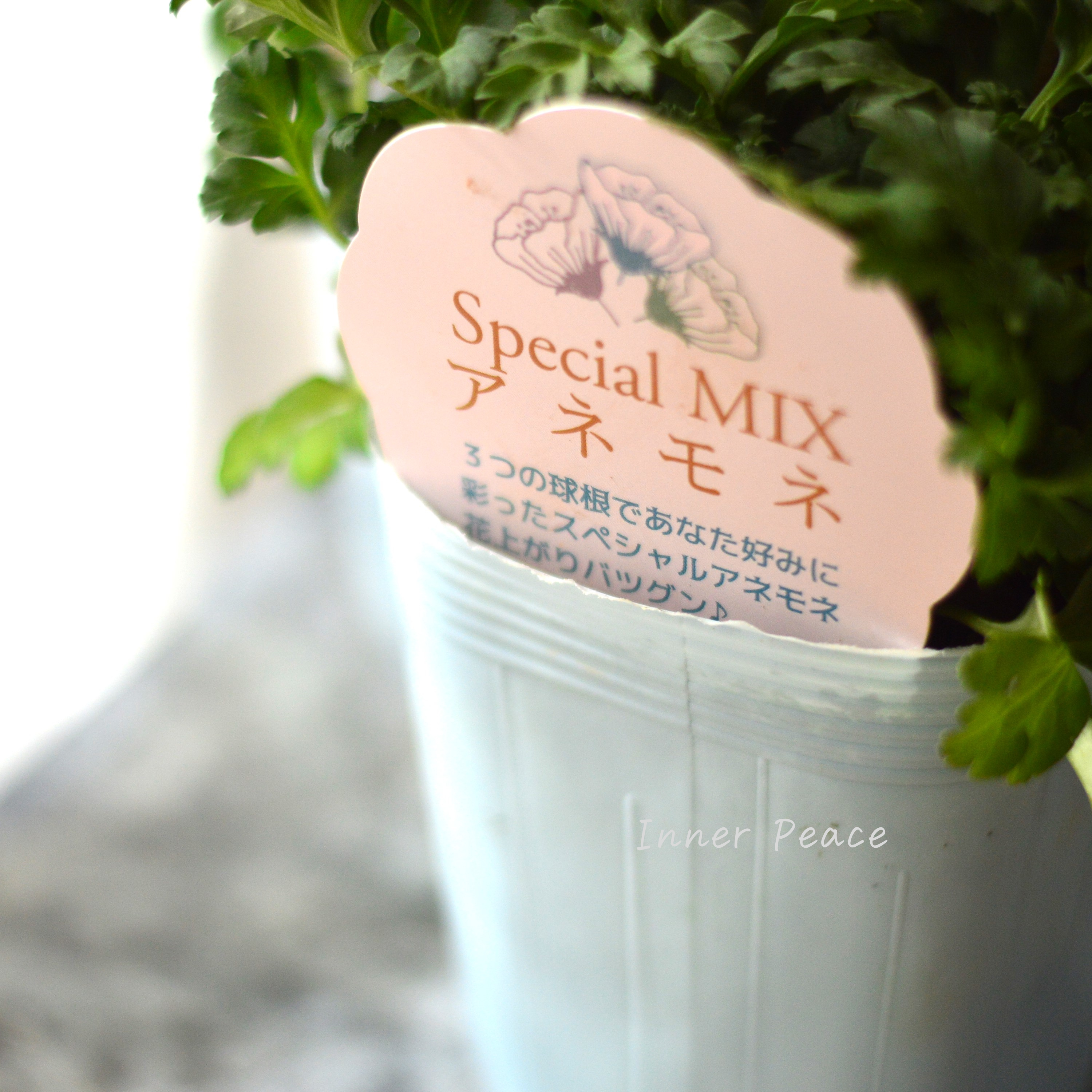 【神花園さん】 3本植え! 八重咲きスペシャルミックスアネモネ 『ピンク』 3.5寸ロングPOT