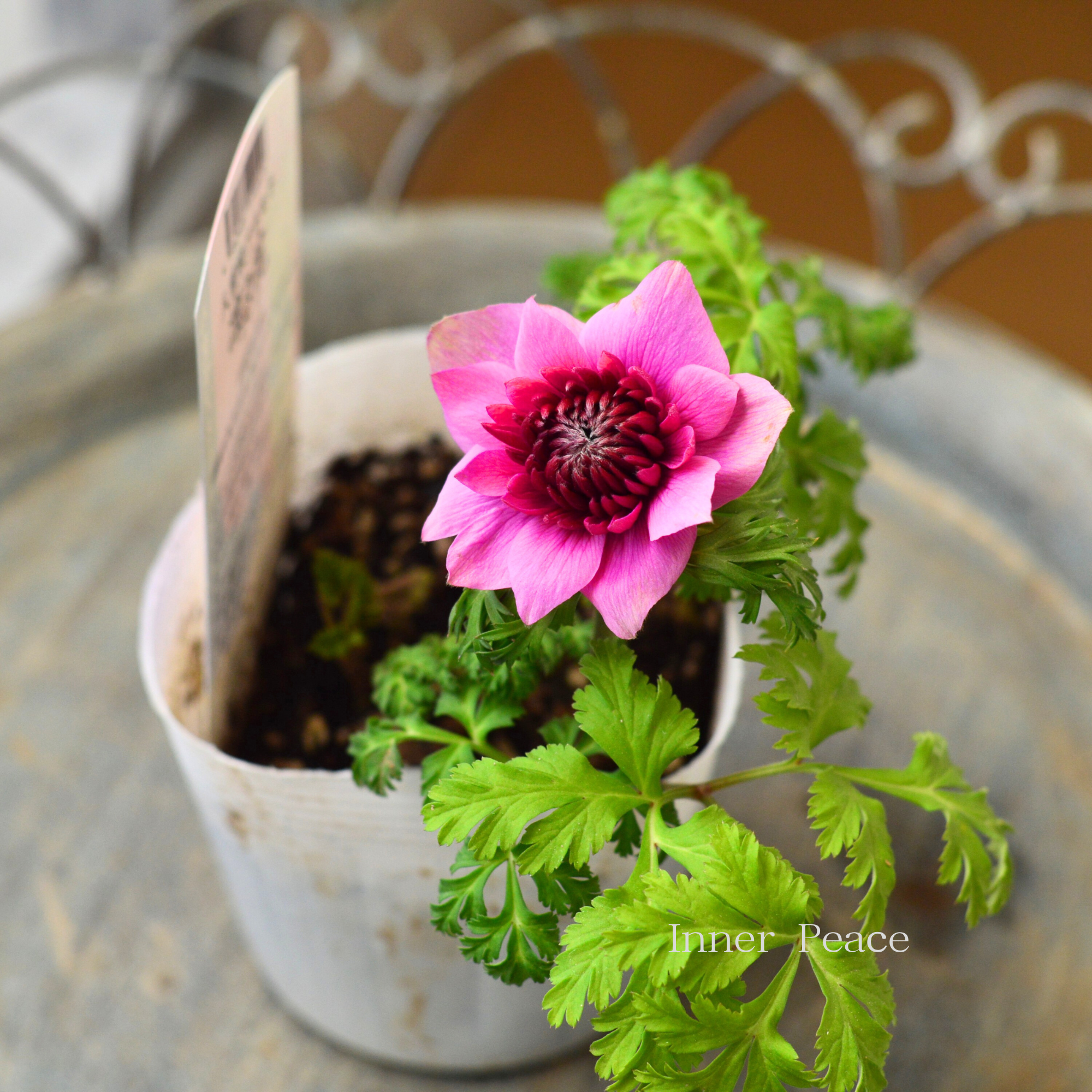 ねむ インカローズ シトリン 猫 八角皿花柄 八重咲き】 アネモネ 『凜々花・ピンク系』 3.5寸POT