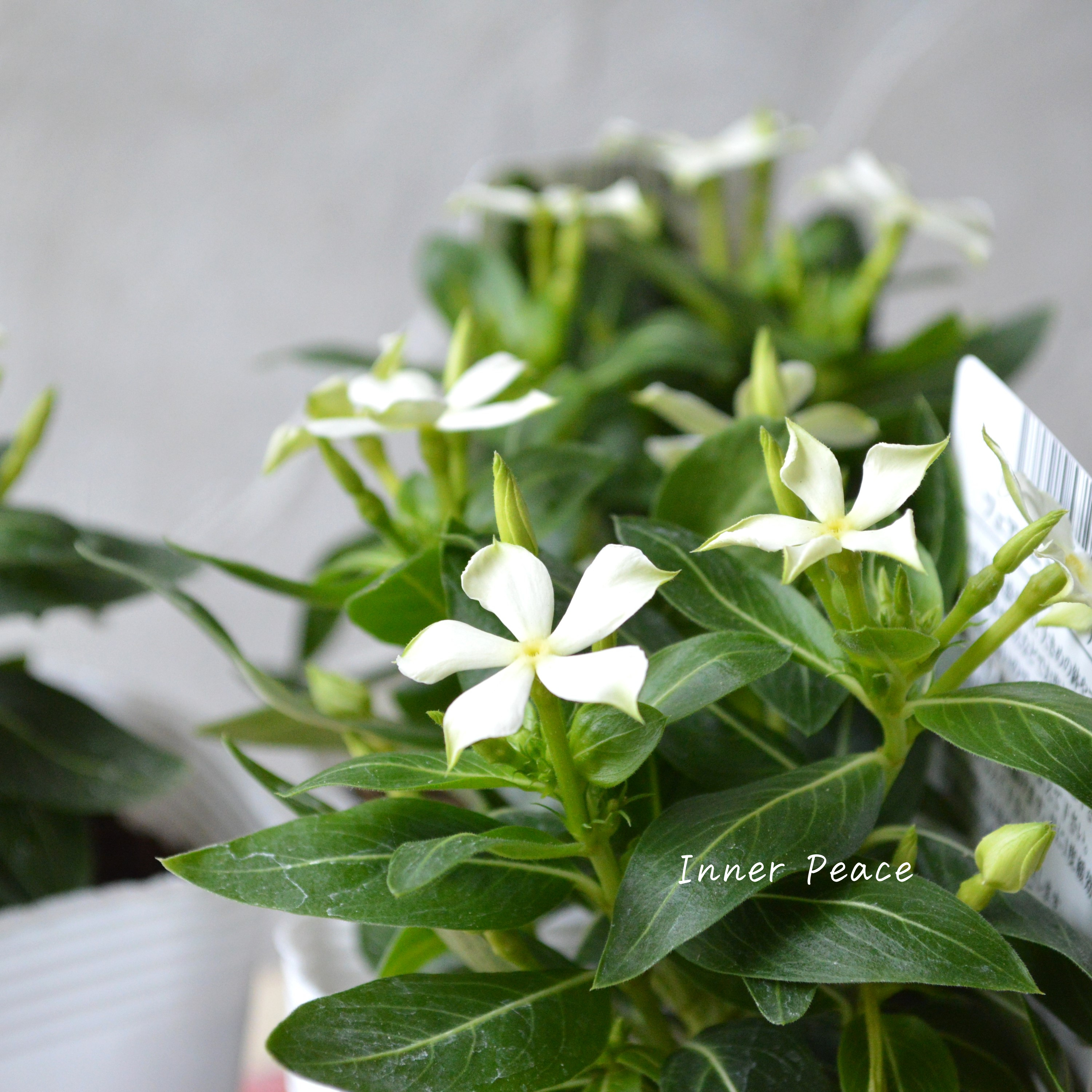 【北島園芸さん】 ニチニチソウ 『フェアリーミント・イエローアイ』 3.5寸POT